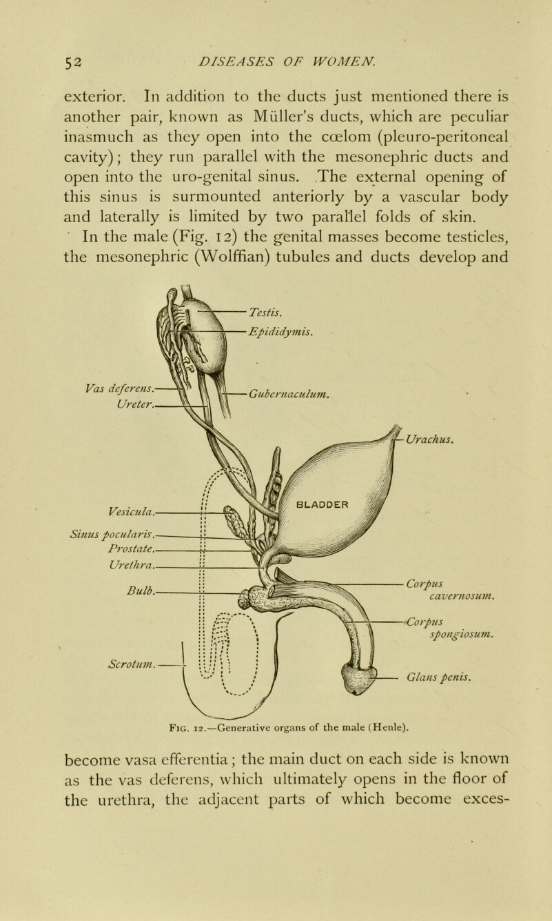 exterior. In addition to the ducts just mentioned there is another pair, known as Muller’s ducts, which are peculiar inasmuch as they open into the coelom (pleuro-peritoneal cavity); they run parallel with the mesonephric ducts and open into the uro-genital sinus. The external opening of this sinus is surmounted anteriorly by a vascular body and laterally is limited by two parallel folds of skin. In the male (Fig. 12) the genital masses become testicles, the mesonephric (Wolffian) tubules and ducts develop and Vas deferens. Ureter. Vesicula Sinus pocularis Prostate. Urethra. Bulb. Scrotum. Testis. Epididymis. Gubernaculum Urachus. Corpus cavernosum. or pus spongiosum. Gians penis. Fig. 12.—Generative organs of the male (Henle). become vasa efferentia; the main duct on each side is known as the vas deferens, which ultimately opens in the floor of the urethra, the adjacent parts of which become exces-