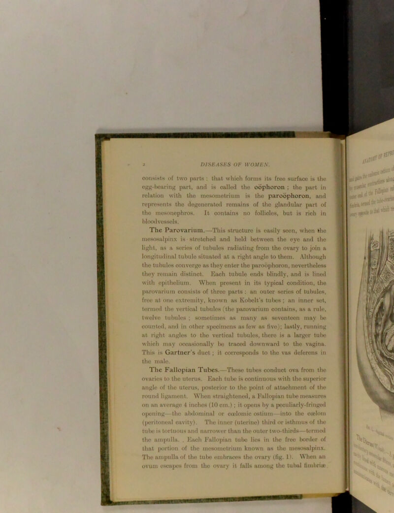 consists of two parts : that which forms its free surface is the egs-hearinff part, and is called the obphoron ; the part in relation with the inesometrium is the paroophoron, and represents the degenerated remains of the glandular part of the mesonephros. It contains no follicles, but is rich in Idoodvessels. The Parovarium.—This structure is easily seen, when the mesosalpinx is stretched and held between the eye and the light, as a series of tubules radiating from the ovary to join a longitudinal tubule situated at a right angle to them. Although the tul)ules converge as they enter the paroiiphoron, nevertheless they remain distinct. Each tubule ends blindly, and is lined with epithelium. When present in its typical condition, the parovarium consists of three parts ; an outer series of tulndes, free at one extremity, known as Kobelt’s tul)es ; an inner set, termed the vertical tubules (the parovarium contains, as a rule, twelve tulniles ; sometimes as many as seventeen may be counted, and in other specimens as few as five); lastly, running at right angles to the vertical tulniles, there is a larger tube which may occasionally bo traced downward to the vagina. This is Gartner’s duct; it corresponds to the vas deferens in the male. The Fallopian Tubes.—These tubes conduct ova from the ovaries to the uterus. Each tube is continuous with the superior angle of the uterus, posterior to the point of attachment of the round ligament. When straightened, a Fallopian tul)e measures on an average 4 inches (10 cm.) ; it opens liy a peculiarly-fringed opening—the al)dominal or ccelomic ostium—into the cielom (peritoneal cavity). The inner (uterine) thii-d or isthmus of the tube is tortuous and narrower than the outer two-thirds—termed the ampulla. . I'lach Fallopian tulie lies in the free liorder of that portion of the rncsometrium known as the mesosalpinx. The ampulla of the tube embraces the ovary (tig. 1). When an ovum escapes from the ovary it falls among the tulial fimlu’ite