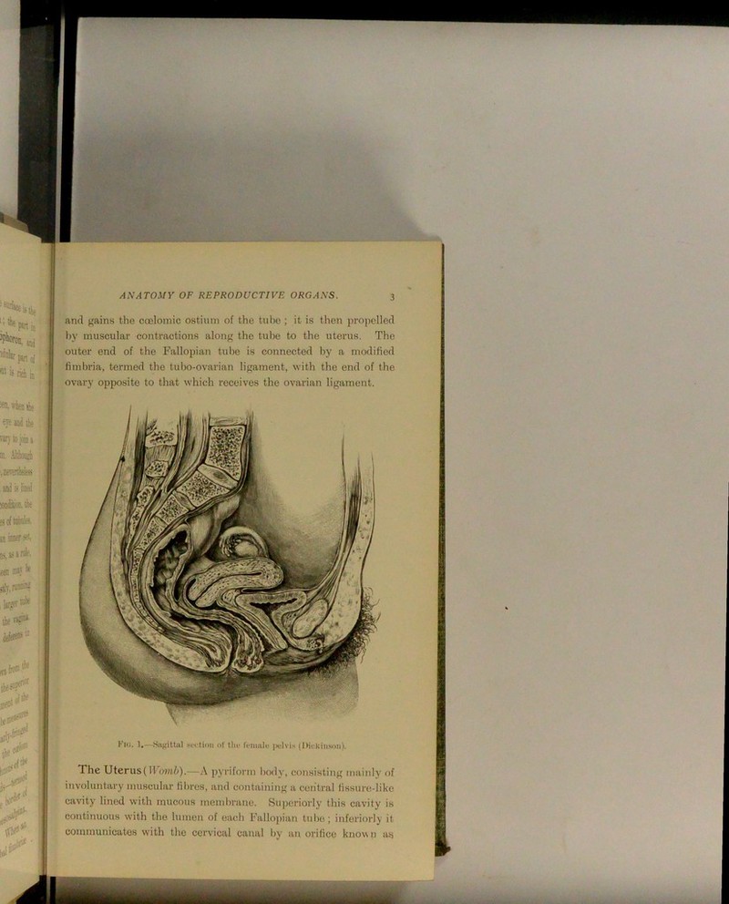 and gains the coeloinic ostium of the tulie ; it is then propelled by muscular contractions along the tul)e to the uterus. The outer end of the Fallopian tube is connected by a modified fimbria, termed the tubo-ovarian ligament, with the end of the ovary opposite to that which receives the ovarian ligament. 1.—iSagittul suction of tlic rcnnilu i)ulvis (Dickinson). The Uterus(Itoj/iZ;).—A pyriform Itody, consisting mainly of involuntary muscular fibres, and containing a central iissure-like cavity lined with mucous membnine. Suiteriorly this cavity is continuous with the lumen of each Fallopian tulte ; inferiorly it communicates with the cervical canal by an orifice kno\N n a^