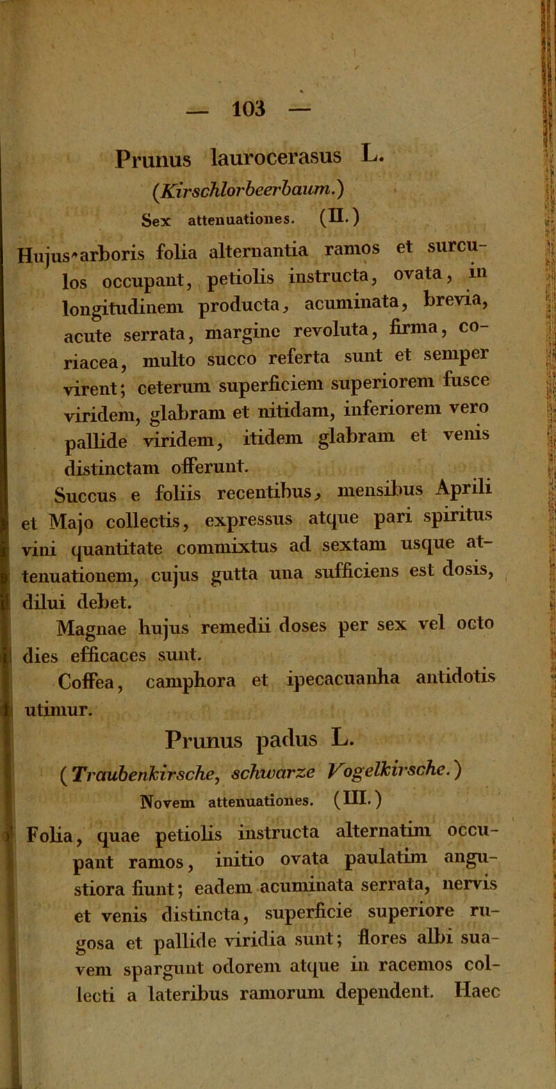 Pruiius laurocerasus L. (Kirschlorheerhaum.) Sex attenuationes- (n.) Hujus^arboris folia alternantia ramos et surcu- los occupant, petiolis instructa, ovata, in longitudinem producta:, acuminata, brevia, acute serrata, margine revoluta, lirma, co- riacea, multo succo referta sunt et semper virent; ceterum superficiem superiorem fusee viridem, glabram et nitidam, inferiorem vero pallide viridem, itidem glabram et venis distinctam offerunt. Succus e foliis recentibus^ mensil)us Aprili et Majo collectis, expressus atque pari spiritus vini quantitate commixtus ad sextam usque at- tenuationem, cujus gutta una sufficiens est dosis, dilui debet. Magnae hujus remedii doses per sex vel octo dies efflcaces sunt. CofFea, camphora et ipecacuanha antidotis I utiniur. Primus paclus L. j (^TraubenJcirsche, schwarze yogelkirsche.') Novem attenuationes. (in.) Folia, quae petiolis instructa alternatim occu- pant ramos, initio ovata paulatim angu- istiora hunt; eadem acuminata serrata, nervis et venis distincta, superficie superiore ru- gosa et pallide viridia sunt 5 flores albi sua- f vem sparguiit odorem atque in racemos col- i lecti a lateribus ramorum dependent. Haec