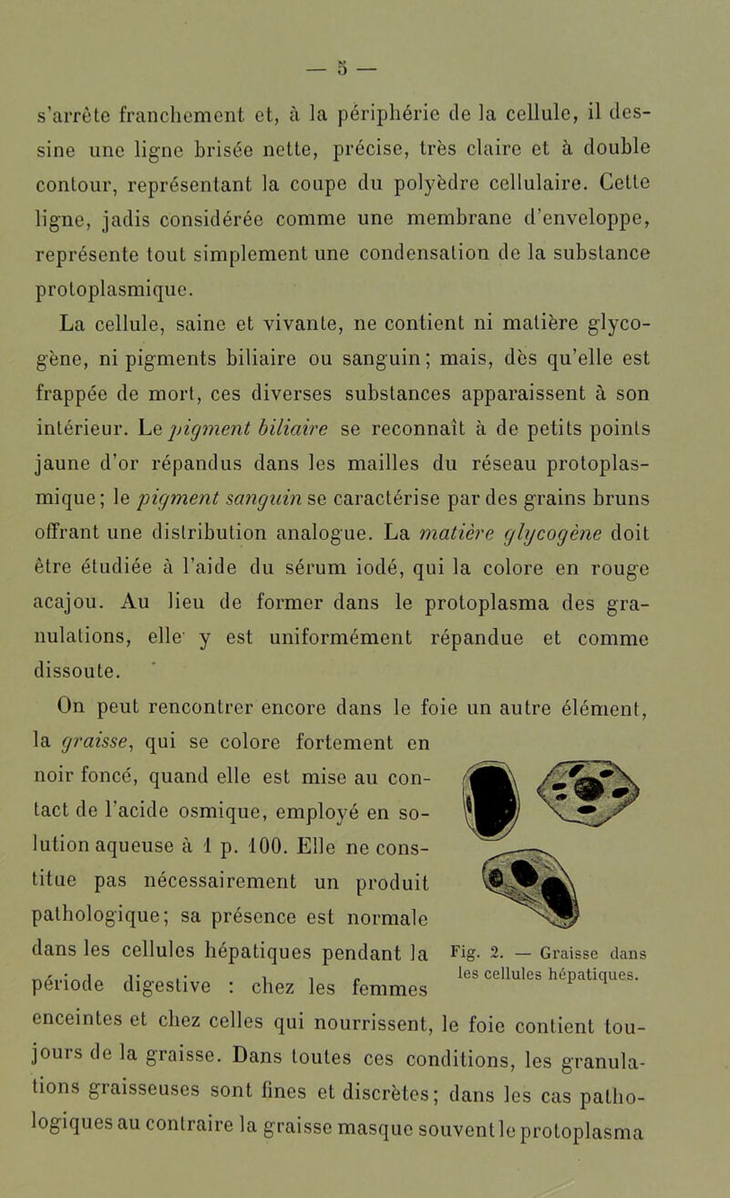 s’arrête franchement et, à la périphérie de la cellule, il des- sine une ligne brisée nette, précise, très claire et à double contour, représentant la coupe du polyèdre cellulaire. Cette ligne, jadis considérée comme une membrane d'enveloppe, représente tout simplement une condensation de la substance protoplasmique. La cellule, saine et vivante, ne contient ni matière glyco- gène, ni pigments biliaire ou sanguin; mais, dès qu’elle est frappée de mort, ces diverses substances apparaissent à son intérieur. Le pigment biliaire se reconnaît à de petits points jaune d’or répandus dans les mailles du réseau protoplas- mique ; le pigment sanguin se caractérise par des grains bruns offrant une distribution analogue. La matière glycogène doit être étudiée à l’aide du sérum iodé, qui la colore en rouge acajou. Au lieu de former dans le protoplasma des gra- nulations, elle' y est uniformément répandue et comme dissoute. On peut rencontrer encore dans le foie un autre élément, la graisse, qui se colore fortement en noir foncé, quand elle est mise au con- tact de l'acide osmique, employé en so- lution aqueuse à 1 p. 100. Elle ne cons- titue pas nécessairement un produit pathologique; sa présence est normale dans les cellules hépatiques pendant la Fig. 2. — Graisse dans période digestive : chez les femmes les cellules hépatiques. enceintes et chez celles qui nourrissent, le foie contient tou- jouis de la graisse. Dans toutes ces conditions, les granula- tions giaisseuses sont fines et discrètes; dans les cas patho- logiques au contraire la graisse masque souvent le protoplasma