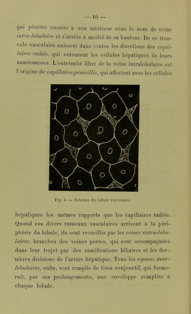 qui pénètre ensuite à son intérieur sous le nom de veine mtr a-lobulaire el s’arrête à moitié de sa hauteur. De ce tron- culc vasculaire naissent dans toutes les directions des capil- laires radiés, qui entourent les cellules hépatiques de leurs anastomoses. L’extrémité libre de la veine intralobulaire est 1 origine de capillaires pénicillés, qui affectent avec les cellules Fig. 4. — Schéma du lobule vasculaire. hépatiques les mêmes rapports que les capillaires radiés. Quand ces divers rameaux vasculaires arrivent à la péri- phérie du lobule, ils sont recueillis par les veines extra-lobu- laires, branches des veines portes, qui sont accompagnées dans leur trajet par des ramifications biliaires el les der- nières divisions de l'artère hépatique. Tous les espaces inter- lobulaires, enfin, sont remplis de tissu conjonctif, qui forme- rait, par ses prolongements, une enveloppe complète à chaque lobule.