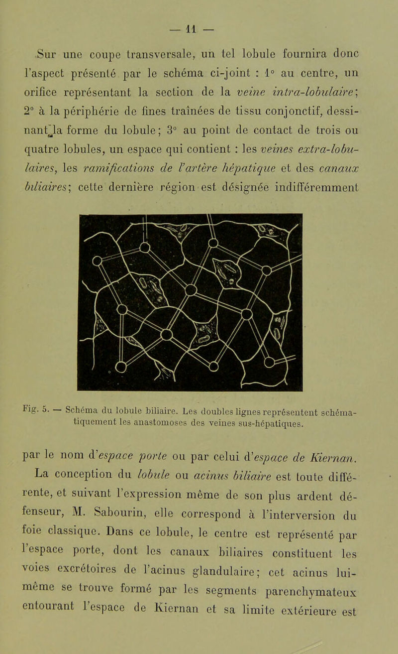 Sur une coupe transversale, un tel lobule fournira donc l’aspect présenté par le schéma ci-joint : 1° au centre, un orifice représentant la section de la veine intra-lobnlaire; 2° à la périphérie de fines traînées de tissu conjonctif, dcssi- nanfla forme du lobule; 3° au point de contact de trois ou quatre lobules, un espace qui contient : les veines extra-lobu- laires■, les ramifications de l’artère hépatique et des canaux biliaires; celte dernière région est désignée indifféremment Fig. 5. Schéma du lobule biliaire. Les doubles ligues représentent schéma- tiquement les anastomoses des veines sus-hépatiques. par le nom d'espace porte ou par celui d'espace de Kiernan. La conception du lobule ou admis biliaire est toute diffé- i ente, et suivant 1 expression meme de son plus ardent dé- fenseur, M. Sabourin, elle correspond à l’interversion du foie classique. Dans ce lobule, le centre est représenté par 1 espace porte, dont les canaux biliaires constituent les \oies excrétoires de 1 acinus glandulaire; cet acinus lui- même se trouve formé par les segments parenchymateux entourant l’espace de Kiernan et sa limite extérieure est