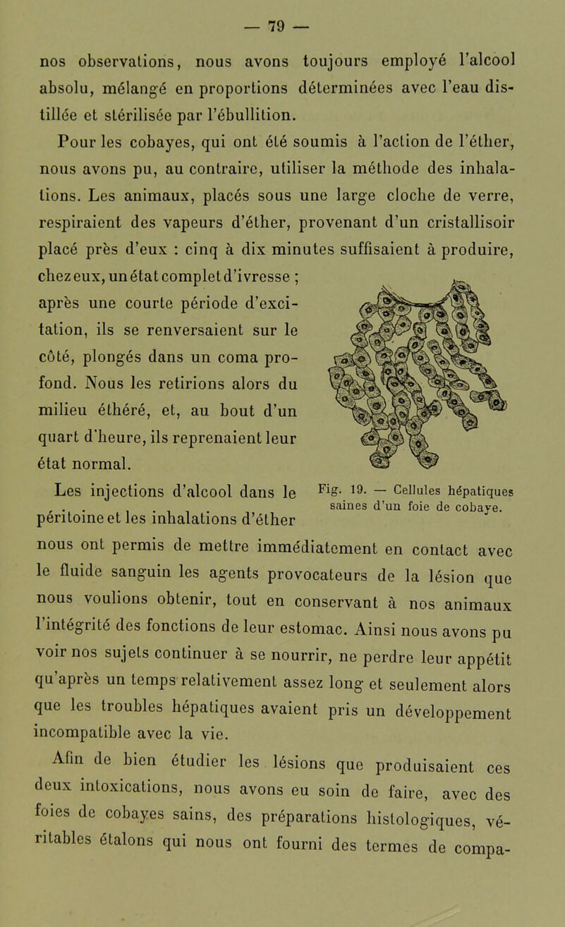 nos observations, nous avons toujours employé l’alcool absolu, mélangé en proportions déterminées avec l’eau dis- tillée et stérilisée par l’ébullition. Pour les cobayes, qui ont été soumis à l’action de l’éther, nous avons pu, au contraire, utiliser la méthode des inhala- tions. Les animaux, placés sous une large cloche de verre, respiraient des vapeurs d’éther, provenant d’un cristallisoir placé près d’eux : cinq à dix minutes suffisaient à produire, chezeux,unétatcompletd’ivresse ; après une courte période d’exci- tation, ils se renversaient sur le côté, plongés dans un coma pro- fond. Nous les retirions alors du milieu éthéré, et, au bout d’un quart d'heure, ils reprenaient leur état normal. Les injections d’alcool dans le péritoine et les inhalations d’éther nous ont permis de mettre immédiatement en contact avec le fluide sanguin les agents provocateurs de la lésion que nous voulions obtenir, tout en conservant à nos animaux 1 intégrité des fonctions de leur estomac. Ainsi nous avons pu voir nos sujets continuer à se nourrir, ne perdre leur appétit qu apiès un temps relativement assez long- et seulement alors que les troubles hépatiques avaient pris un développement incompatible avec la vie. Afin de bien étudier les lésions que produisaient ces deux intoxications, nous avons eu soin de faire, avec des foies de cobayes sains, des préparations histologiques, vé- ritables étalons qui nous ont fourni des termes de compa- Fig. 19. — Cellules hépatiques saines d’un foie de cobaye.