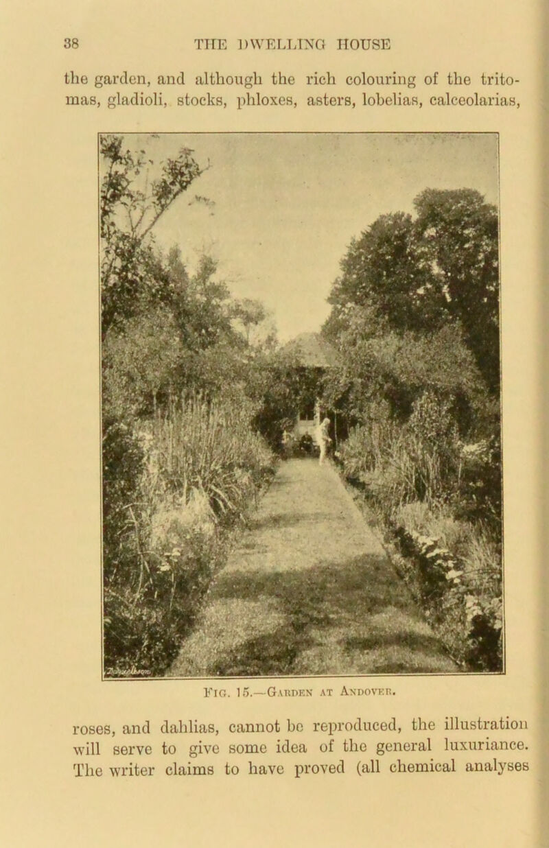 the garden, and although the rich colouring of the trito- mas, gladioli, stocks, phloxes, asters, lobelias, calceolarias. Fig. 15.—G.uipen at Akdovkh. roses, and dahlias, cannot be reproduced, the illustration will serve to give some idea of the general luxuriance. The writer claims to have proved (all chemical analyses