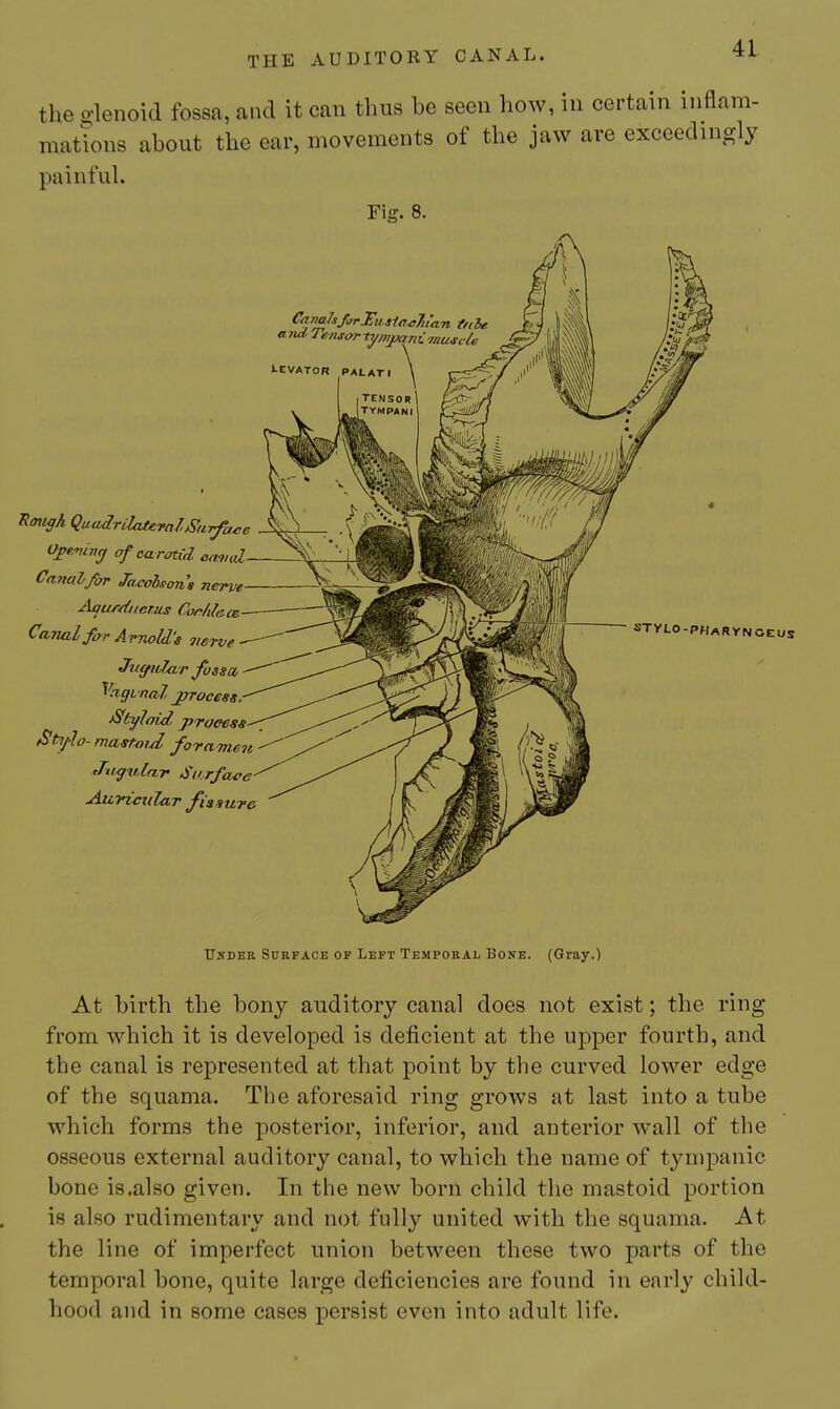 the o<lenoid fossa, and it can thus be seen how, in certain inflam- mations about the ear, movements of the jaw are exceedingly painful. Fig. 8. Ca7iahJjrlEii,s1ae7uaTi tnhe jvv, a nd Tensor tyinpenii. muscle LEVATOR Ttough Qu(iirLlaternlSuifa4;e Opf-mncf of ca rotid emud Canal/or JacoUons nerve Aaur/{iierus Conhlcce^ Carml fa)'AttwH's merve Jiiifn/ar fossa ^'agmal ^ocess Styloid process Stylo-mastmd forameit rTiigjdar Surface AuricuZar ft a .sure STYLO-PHARyNGEUS Under Surface of Left Temporal Bone. (Gray.) At birth the bony auditory canal does not exist; the ring from which it is developed is deficient at the upper fourth, and the canal is represented at that point by the curved lower edge of the squama. Tlie aforesaid ring grows at last into a tube which forms the posterior, inferior, and anterior wall of the osseous external auditory canal, to which the name of tympanic bone is .also given. In the new boril child the mastoid portion is also rudimentary and not fully united with the squama. At the line of imperfect union between these two parts of the temporal bone, quite large deficiencies are found in early child- hood and in some cases persist even into adult life.