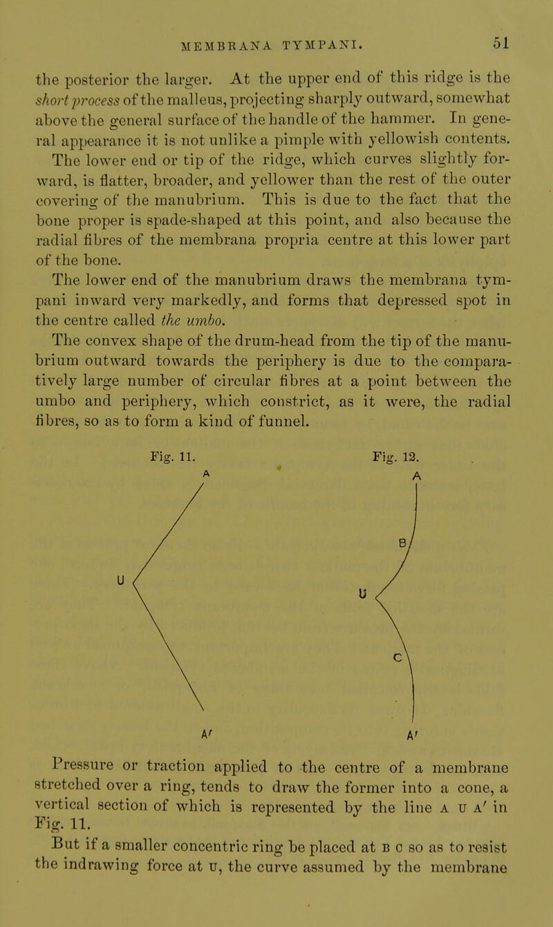 the posterior the larger. At the upper end of this ridge is the short process of the malleus, projecting sharply outward, somewhat above the general surface of the handle of the hammer. In gene- ral appearance it is not unlike a pimple with yellowish contents. The lower end or tip of the ridge, which curves slightly for- ward, is flatter, broader, and yellower than the rest of the outer covering of the manubrium. This is due to the fact that the bone proper is spade-shaped at this point, and also because the radial fibres of the membrana propria centre at this lower part of the bone. The lower end of the manubrium draws the membrana tym- pani inward very markedly, and forms that depressed spot in the centre called the umbo. The convex shape of the drum-head from the tip of the manu- brium outward towards the 2:)eriphery is due to the compara- tively large number of circular fibres at a point between the umbo and periphery, which constrict, as it were, the radial fibres, so as to form a kind of funnel. Fig. 11. Fig. 13. A' A' Pressure or traction applied to the centre of a membrane stretched over a ring, tends to draw the former into a cone, a vertical section of which is represented by the line A u a' in Fig. 11. But if a smaller concentric ring be placed at b o so as to resist the ind rawing force at u, the curve assumed by the membrane