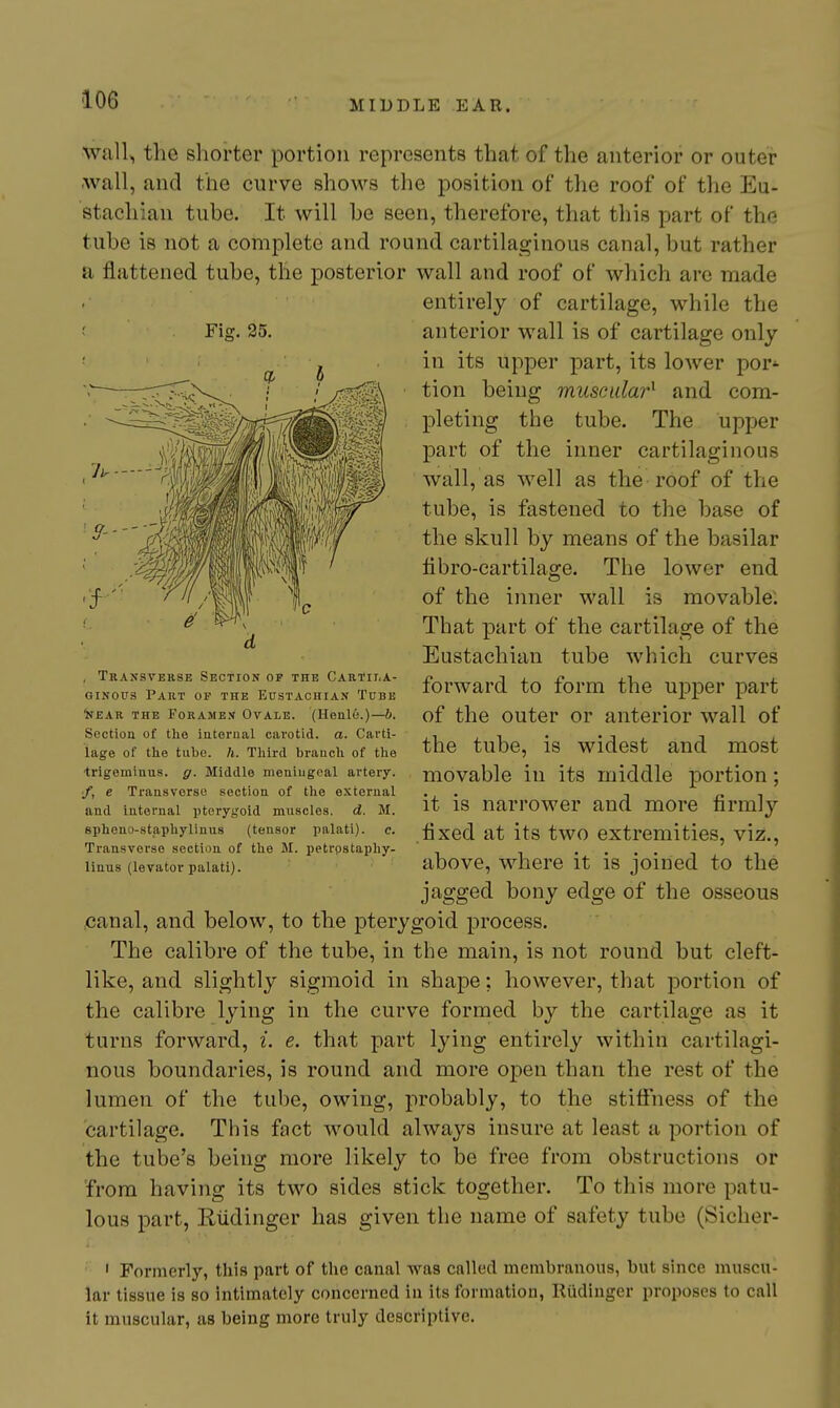 \vall>, the shorter portion represents that of the anterior or outer .wall, and the curve shows the position of the roof of the Eu- stachian tube. It will he seen, therefore, that this part of the tube is not a complete and round cartilaginous canal, but rather a flattened tube, the posterior wall and roof of which are made entirely of cartilage, while the anterior wall is of cartilage only in its upper part, its lower por^- tion being 7nuscidar^ and com- pleting the tube. The upper part of the inner cartilaginous wall, as well as the roof of the tube, is fastened to the base of the skull by means of the basilar libro-cartilage. The lower end of the inner wall is movable; That part of the cartilage of the Eustachian tube which curves forward to form the upper part of the outer or anterior wall of the tube, is widest and most movable in its middle portion; it is narrower and more firmly fixed at its two extremities, viz., above, where it is joined to the jagged bony edge of the osseous canal, and below, to the pterygoid process. The calibre of the tube, in the main, is not round but cleft- like, and slightly sigmoid in shape: however, that portion of the calibre lying in the curve formed by the cartilage as it turns forward, i. e. that part lying entirely within cartilagi- nous boundaries, is round and more open than the rest of the lumen of the tube, owing, probably, to the stiffness of the cartilage. This fact would always insure at least a portion of the tube's being more likely to be free from obstructions or from having its two sides stick together. To this more patu- lous part, Rlidinger has given the name of safety tube (Sicher- ' Formerly, this part of the canal wa8 called membranous, but since muscu- lar tissue is so intimately concerned in its formation, Riidinger proposes to call it muscular, as being more truly descriptive. Fig. 25. , Transverse Section of the Cartila- ginous Part of the Eustachian Tube ifEAR THE FORAMEtf OVALE. (Henlfi.)—6. Section of the internal carotid, a. Carti- lage of the tube. h. Tliird branch of the ■trigeminus, g. Middle meningeal artery. '/, e Transverse section of the external and internal pterygoid muscles, d. M. epheno-staphylinus (tensor palati). c. Transverse section of the M. petrpstapliy- linus {levator palati).