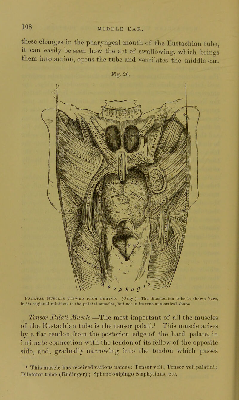 MIDDLE EAR. these changes in the pharyngeal mouth of the Eustachian tube, it can easily be seen how the act of swallowing, which brings them into action, opens the tube and ventilates the middle ear. Fig. 26. Palatal Muscles viewed prom BEnrno. (Gray.)—Tho Eustachian tube is shown here, ia its regional relations to the palatal muscles, but uot in its true auatomical shape. Ihisor Palati Muscle.—The most important of all the muscles of the Eustachian tube is the tensor palati.' This muscle arises by a flat tendon from the posterior edge of the hard palate, in intimate connection with the tendon of its fellow of the opposite side, and, gradually narrowing into the tendon which passes • This muscle has received various names : Tensor veli; Tensor veli palatini; Dilatator tubaj (Riidinger) ; Spheno-salpingo Staphylinus, etc.