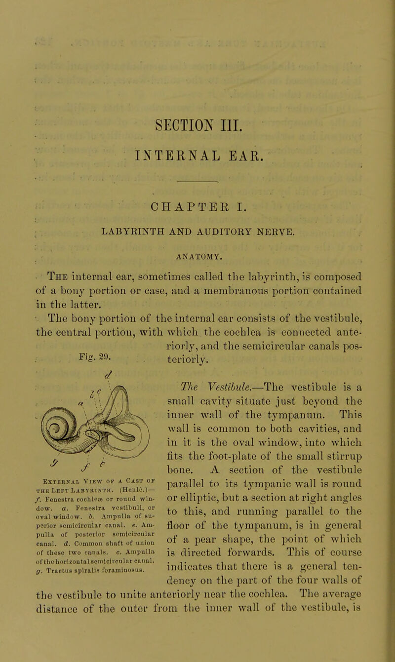 SECTION III. INTERNAL EAR. CHAPTER I. ; LABYRINTH AND AUDITORY NERVE. ANATOMY. The internal ear, sometimes called the labyrinth, is composed of a bony portion or case, and a membranous portion contained in the latter. The bony portion of the internal ear consists of the vestibule, the central portion, with which the cochlea is connected ante- riorly, and the semicircular canals pos- teriorly. The Vestibule.—The vestibule is a small cavity situate just beyond the inner wall of the tympanum. This wall is common to both cavities, and in it is the oval window, into which fits the foot-plate of the small stirrup bone. A section of the vestibule parallel to its tympanic wall is round or elliptic, but a section at right angles to this, and running parallel to the floor of the tympanum, is in general of a pear shape, the point of which is directed forwards. This of course indicates that there is a general ten- dency on the part of the four walls of the vestibule to unite anteriorly near the cochlea. The average distance of the outer from the inner wall of the vestibule, is Fig. 29. External View of a Cast of THE Left Labykintii. (Heule.)— /. Fenestra cochle» or round win- dow, a. Fenestra vestlbuli, or oval window, h. Ampulla of su- perior semicircular canal, e. Am- pulla of posterior semicircular canal, d. Common shaft of union of these two canals, c. Ampulla of the horizontal seniicivculiir canal. g. Tractus spiralis foramlnosus.