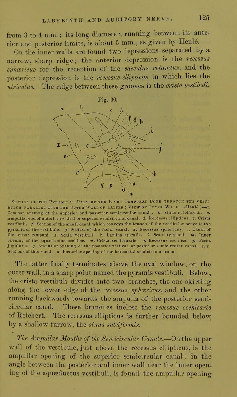 from 3 to 4 mm.; its long diameter, running between its ante- rior and posterior limits, is about 5 ram., as given by Henld On the inner walls are found two depressions separated by a narrow, sharp rid^e; the anterior depression is the recessus sphcericus for the reception of the sacculiis rotiindus, and the posterior depression is the recessus ellipticus in which lies the iiincidus. The ridge between these grooves is the crista vesiibuli. Fig. 30. SECTtOK OP THE PYRAMIDAL PAKT OP THE RlGHT TEMPORAL BoXE, THROUGH THE VesTI- BCLUM PARALLEL WITH THE OUTER WALL OP LATTER ; VlEW OF INNER WALL. (Henle.)—a. Common opening of the superior aud posterior semicircular canals, b. Sinus siilciformis. c. Ampullar end of anterior vertical or superior semicircular canal, d. Kecessus ellipticus. e. Crista vestibuli. /. Section of the small canal which conveys the branch of the vestibular nevve to the pyramid of the vestibule, g. Section of the facial canal, h. Recessus sphaericus. i. Canal of the tensor tympani. j. Scala vestibuli. k. Lamina spiralis. I. Scala tympani. m. Inner opening of the aquaoductus cochlece. n. Crista semilunaiis. n. Recessus cochleae, p. Fossa jagularis. q. .Ampullar opening of the postei'ior vertical, or posterior semicircular canal, r, r. Sections of this canal, s. Posterior opening of the horizontal semicircular canal. The latter finally terminates above the oval window, on the outer wall, in a sharp point named the pyramis vestibuli. Below, the crista vestibuli divides into two branches, the one skirting along the lower edge of the recessus sphcericus, and the other running backwards towards the ampulla of the posterior semi- circular canal. These branches inclose the recessus cochlearis of Reichert. The recessus ellipticus is further bounded below by a shallow furrow, the sinus siilciformis. * The Ampullar Mouths of the Semicircular Canals.—On the upper wall of the vestibule, just above the recessus ellipticus, is the ampullar opening of the superior semicircular canal; in the angle between the posterior and inner wall near the inner open- ing of the aqueeductus vestibuli, is found the ampullar opening