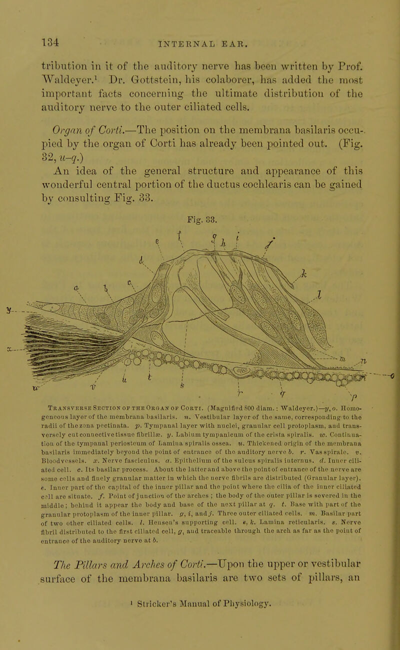 tribiition in it of the auditory nerve has been written by Prof. Waldeyer.^ Dr. Gottstein, his colaborer, lias added the most important facts concerning the ultimate distribution of the auditory nerve to the outer ciliated cells. Organ of Corti.—The position on the membrana basilaris occu-. pied by the organ of Corti has already been pointed out. (Fig. 32, u-q.) An idea of the general structure and appearance of this wonderful central portion of the ductus cochlearis can be gained bv consultino; Fio'. 33. Fig. 33. Transverse Section of the Oroan of Corti. (Magnlflcd SOO diam.: Waldeyer.)—2/, o. Homo- geneous layer of tke membrana basilaris. 71. Vestibular layer of the same, corresponding to the radii of the zona poctinata. p. Tympanal la}'er with nuclei, granular cell protoplasm, aad trans- versely cut connective tissue fibrilln:. y. Labium tympanicum of the crista spiralis, w. Contiuua- tiou of the tympanal periosteum of Lamina spiralis ossea. m. Thickened origin of the membraua basilaris immediately beyond the point of entrance of the auditory nerve 6. r. Vasspirale. v. Bloodvessels, x. Nerve fasciculus, a. Epithelium of the sulcus spiralis iaternus. d. Inner cili- ated cell. C. Its basilar process. About the latter and above the point of entrance of the nerve are some cells and finely granular matter in which the nerve fibrils are distributed (Granular layer). e. Inner part of the capital of the inner pillar and the point where the cilia of the inner ciliated C':]! are situate. /. Point of junction of the arches ; the body of the outer pillar is severed in the middle; behind it appear the body and base of the next pillar at q. t. Base with part of the granular protoplasm of the inner pillar, g, i, and,/. Three outer ciliated cells, m. Basilar i)art of two other ciliated cells. I. Ilensen'a supporting cell. «, Ic. Lamina reticularis, s. Nerve fibril distributed to the first ciliated cell, and traceable through the arch as far as the point of entrance of the auditory nerve at b. ' The Pillars and Arches of Cor^/.—Upon the upper or vestibular surface of the membrana basilaris are two sets of pillars, an ' Strieker's Manual of Physiology.