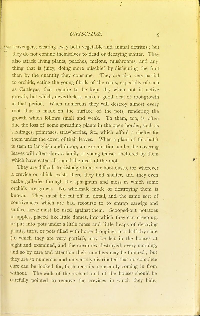 ONISCIDJS. case scavengers, clearing away both vegetable and animal detritus; but they do not confine themselves to dead or decaying matter. They also attack living plants, peaches, melons, mushrooms, and any- thing that is juicy, doing more mischief by disfiguring the fruit than by the quantity they consume. They are also very partial to orchids, eating the young fibrils of the roots, especially of such as Cattleyas, that require to be kept dry when not in active growth, but which, nevertheless, make a good deal of root-growth at that period. When numerous they will destroy almost every root that is made on the surface of the pots, rendering the growth which follows small and weak. To them, too, is often due the loss of some spreading plants in the open border, such as saxifrages, primroses, strawberries, &c, which afford a shelter for them under the cover of their leaves. When a plant of this habit is seen to languish and droop, an examination under the covering leaves will often show a family of young Onisci sheltered by them which have eaten all round the neck of the root. They are difficult to dislodge from our hot-houses, for wherever a crevice or chink exists there they find shelter, and they even make galleries through the sphagnum and moss in which some orchids are grown. No wholesale mode of destroying them is known. They must be cut off in detail, and the same sort of contrivances which are had recourse to to entrap earwigs and surface larvae must be used against them. Scooped-out potatoes or apples, placed like little domes, into which they can creep up, or put into pots under a little moss and little heaps of decaying plants, turfs, or pots filled with horse droppings in a half dry state (to which they are very partial), may be left in the houses at night and examined, and the creatures destroyed, every morning, and so by care and attention their numbers may be thinned; but they are so numerous and universally distributed that no complete cure can be looked for, fresh recruits constantly coming in from without. The walls of the orchard and of the houses should be carefully pointed to remove the crevices in which they hide.