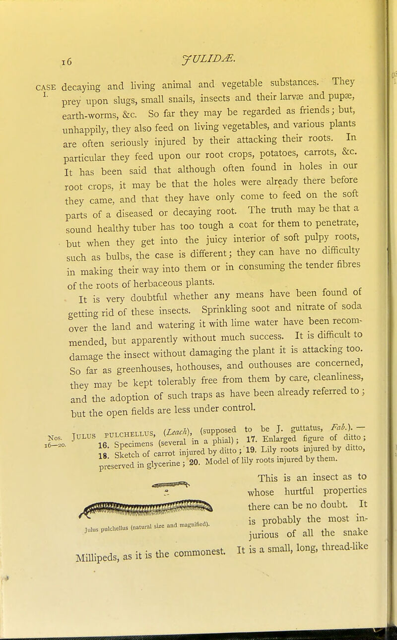 case decaying and living animal and vegetable substances. They L prey upon slugs, small snails, insects and their larvae and pupae, earth-worms, &c. So far they may be regarded as friends; but, unhappily, they also feed on living vegetables, and various plants are often seriously injured by their attacking their roots. In particular they feed upon our root crops, potatoes, carrots, &c. It has been said that although often found in holes in our root crops, it may be that the holes were already there before they came, and that they have only come to feed on the soft parts of a diseased or decaying root. The truth may be that a sound healthy tuber has too tough a coat for them to penetrate, ■ but when they get into the juicy interior of soft pulpy roots, such as bulbs, the case is different; they can have no difficulty in making their way into them or in consuming the tender fibres of the roots of herbaceous plants. It is very doubtful whether any means have been found of getting rid of these insects. Sprinkling soot and nitrate of soda over the land and watering it with lime water have been recom- mended, but apparently without much success. It is difficult to damage the insect without damaging the plant it is attacking too. So far as greenhouses, hothouses, and outhouses are concerned, they may be kept tolerably free from them by care, cleanliness, and the adoption of such traps as have been already referred to j but the open fields are less under control. 18 Sk tchof carrot injured by ditto ; 19. Lily roots mjured by ditto, preserved in glycerine ; 20. Model of lily roots mjured by them. This is an insect as to whose hurtful properties there can be no doubt. It , Mpd, is probably the most m- .-M—juriPous 0/all ,„e snake Mfflipeds, as it is the commonest. I. is a smali, long, thread-like