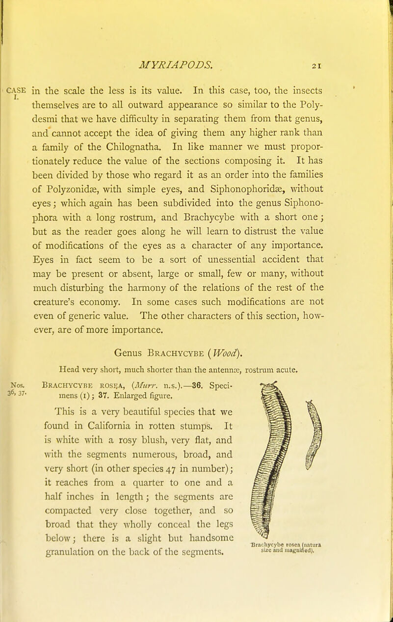 case in the scale the less is its value. In this case, too, the insects themselves are to all outward appearance so similar to the Poly- desmi that we have difficulty in separating them from that genus, and cannot accept the idea of giving them any higher rank than a family of the Chilognatha. In like manner we must propor- tionately reduce the value of the sections composing it. It has been divided by those who regard it as an order into the families of Polyzonida?, with simple eyes, and Siphonophoridse, without eyes; which again has been subdivided into the genus Siphono- phora with a long rostrum, and Brachycybe with a short one; but as the reader goes along he will learn to distrust the value of modifications of the eyes as a character of any importance. Eyes in fact seem to be a sort of unessential accident that may be present or absent, large or small, few or many, without much disturbing the harmony of the relations of the rest of the creature's economy. In some cases such modifications are not even of generic value. The other characters of this section, how- ever, are of more importance. Genus Brachycybe (Wood). Head very short, much shorter than the antennce, rostrum acute. 36. Sped- Nos. 36, 37- Brachycybe rosea, {Murr. n.s.). mens (1); 37. Enlarged figure. This is a very beautiful species that we found in California in rotten stumps. It is white with a rosy blush, very flat, and with the segments numerous, broad, and very short (in other species 47 in number); it reaches from a quarter to one and a half inches in length; the segments are compacted very close together, and so broad that they wholly conceal the legs below; there is a slight but handsome granulation on the back of the segments. Brachycybe rosea (natura size and magnified).