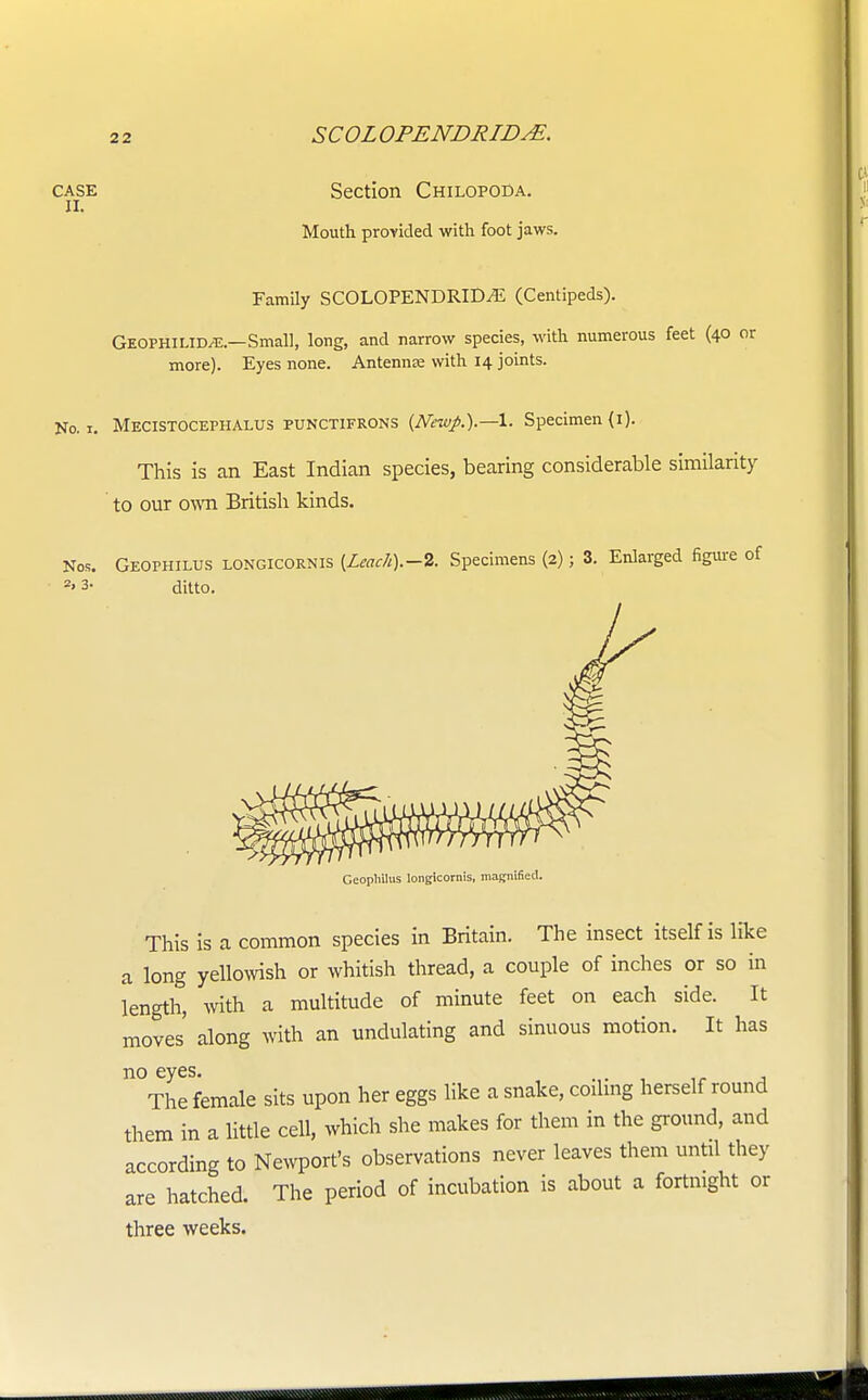 case Section Chilopoda. ii. Mouth provided with foot jaws. Family SCOLOPENDRID^E (Centipeds). Geophilid/E—Small, long, and narrow species, with numerous feet (40 or more). Eyes none. Antennae with 14 joints. No. 1. Mecistocephalus punctifrons {Newp.).—\. Specimen (i). This is an East Indian species, bearing considerable similarity to our own British kinds. Nos. Geofhilus longicornis {Leac7i).-2. Specimens (2); 3. Enlarged figure of z> 3- ditto. Ceopliilus longicornis, magnified. This is a common species in Britain. The insect itself is like a long yellowish or whitish thread, a couple of inches or so in length, with a multitude of minute feet on each side. It moves' along with an undulating and sinuous motion. It has n0 eyeS- , •,• 1 ir A The female sits upon her eggs like a snake, coiling herself round them in a little cell, which she makes for them in the ground, and according to Newport's observations never leaves them until they are hatched. The period of incubation is about a fortnight or three weeks.