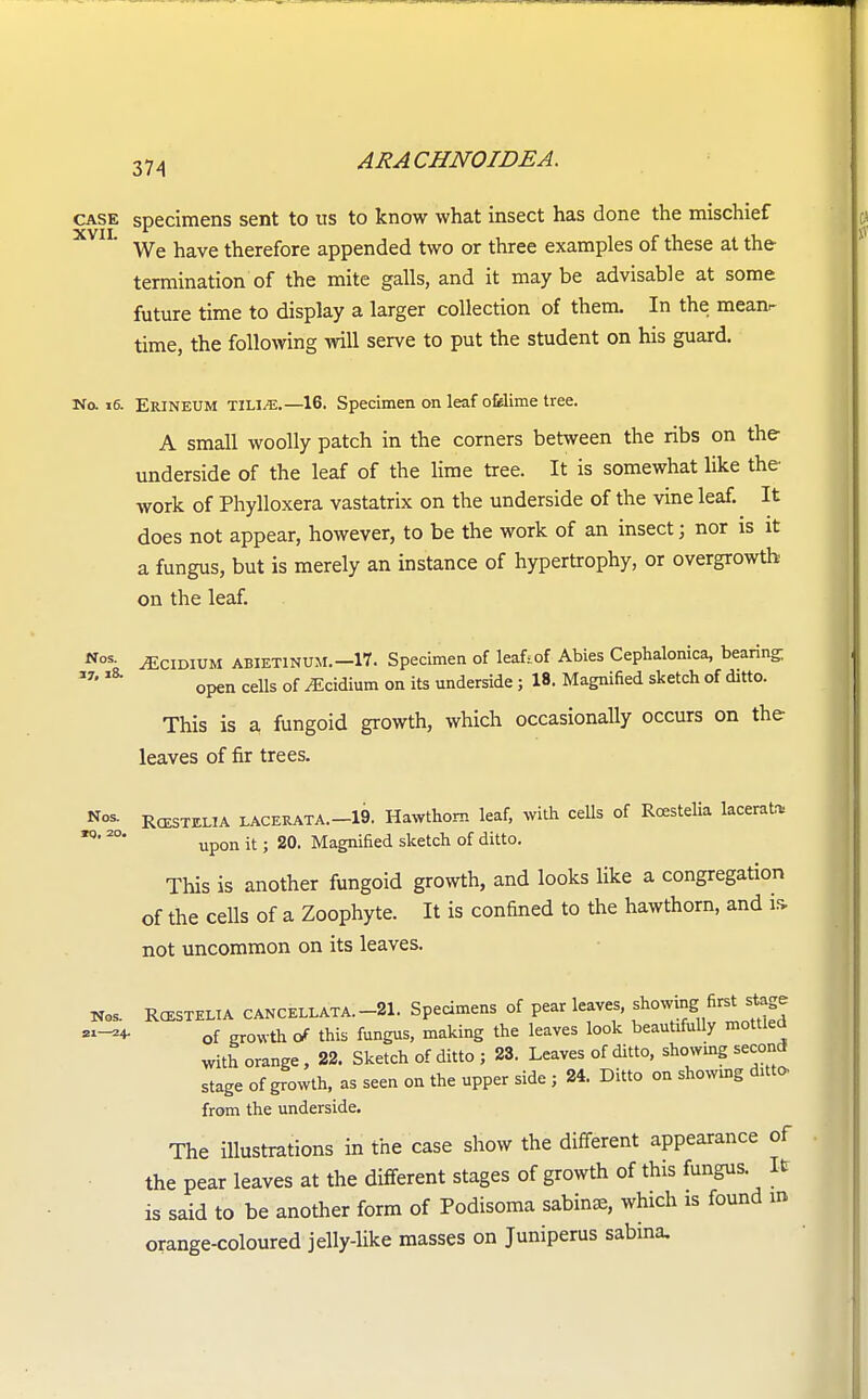 case specimens sent to us to know what insect has done the mischief XVII We have therefore appended two or three examples of these at the termination of the mite galls, and it maybe advisable at some future time to display a larger collection of them. In the mean- time, the following will serve to put the student on his guard. Ha 16. Erineum tili^e.—16. Specimen on leaf ofclime tree. A small woolly patch in the corners between the ribs on the- underside of the leaf of the lime tree. It is somewhat like the- work of Phylloxera vastatrix on the underside of the vine leaf. It does not appear, however, to be the work of an insect; nor is it a fungus, but is merely an instance of hypertrophy, or overgrowth on the leaf. Nos- ^cidium abietinum. —17. Specimen of leaf-of Abies Cephalonica, bearing; *7'l8 open cells of ^cidium on its underside; 18. Magnified sketch of ditto. This is a fungoid growth, which occasionally occurs on the- leaves of fir trees. Nos. Rcestelia lacerata. —19. Hawthorn leaf, with cells of Rcestelia lacerate 2°' upon it; 20. Magnified sketch of ditto. This is another fungoid growth, and looks like a congregation of the cells of a Zoophyte. It is confined to the hawthorn, and is. not uncommon on its leaves. No, Rcestelia cancellata-21. Specimens of pear leaves, showing; first stage of growth of this fungus, making the leaves look beautifully mottled with orange, 22. Sketch of ditto ; 23. Leaves of ditto, showing second stage of growth, as seen on the upper side ; 24. Ditto on showmg ditto- from the underside. The illustrations in the case show the different appearance of the pear leaves at the different stages of growth of this fungus. Ib is said to be another form of Podisoma sabinse, which is found m orange-coloured jelly-like masses on Juniperus sabina.