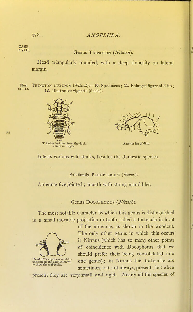 CASE XVIII Genus Trinoton (Nitzsch). Head triangularly rounded, with a deep sinuosity on lateral margin. Nos. Trinoton luridum (Nitzsch).—10. Specimens ; 11. Enlarged figure of ditto ; 12. Illustrative vignette (ducks). Trinoton luridum, from the duck. Anterior leg of ditto. 2 lines in length. Infests various wild ducks, besides the domestic species. Sub-family PriLOPTERiD^; {Burnt.). Antennae five-jointed; mouth with strong mandibles. Genus Docophorus (Nitzsch). The most notable character by which this genus is distinguished is a small movable projection or tooth called a trabecula in front of the antennas, as shown in the woodcut. The only other genus in which this occurs is Nirmus (which has so many other points of coincidence with Docophorus that we should prefer their being consolidated into ISi^SSS^SSSSSX one genus); in Nirmus the trabecular are to show the trabecule. sometimes, but not always, present; but when present they are very small and rigid. Nearly all the species of