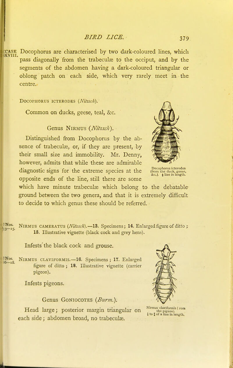 case Docophorus are characterised by two dark-coloured lines, which pass diagonally from the trabecular to the occiput, and by the segments of the abdomen having a dark-coloured triangular or oblong patch on each side, which very rarely meet in the centre. Docophorus icterodes {Nitzsch): Common on ducks, geese, teal, &c. Genus Nirmus (Nitzscli). Distinguished from Docophorus by the ab- sence of trabecular, or, if they are present, by their small size and immobility. Mr. Denny, however, admits that while these are admirable diagnostic signs for the extreme species at the (from the duck, goose, . &<:•)• 4 line in length. opposite ends of the line, still there are some which have minute trabecular which belong to the debatable ground between the two genera, and that it is extremely difficult to decide to which genus these should be referred. Nirmus cameratus (Nitzsch).—13. Specimens; 14. Enlarged figure of ditto ; 15. Illustrative vignette (black cock and grey hens). Infests'the black cock and grouse. i|^8 NlRMUS claviformis.—16. Specimens ; 17. Enlarged figure of ditto ; 18. Illustrative vignette (carrier pigeon). Infests pigeons. Genus Goniocotes {Burm.). large; posterior margin tria; each side; abdomen broad, no trabecular. Head large; posterior margin triangular on N ^$£™is 1 ron> i to 2 of a line in length.