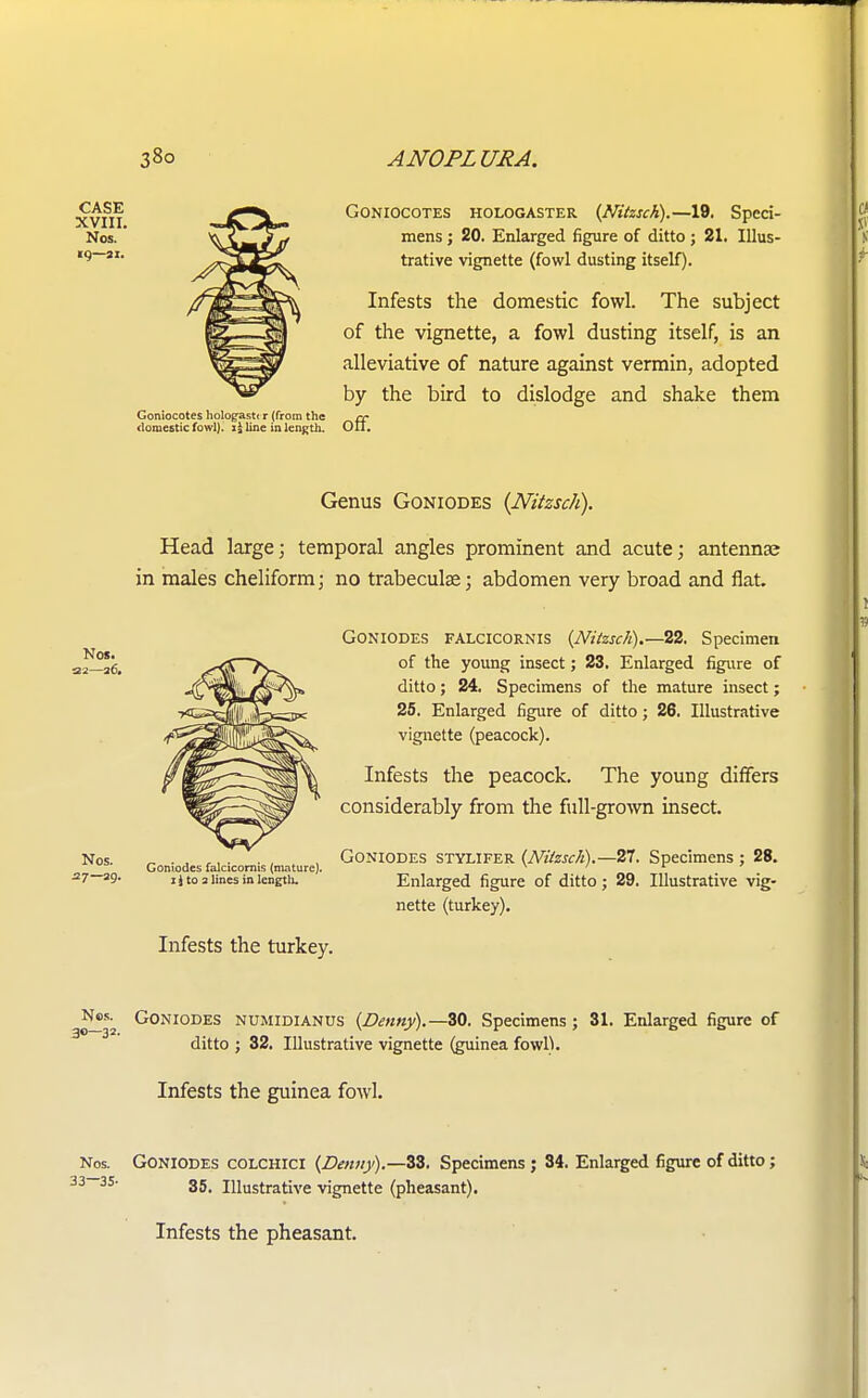 Goniocotes hologaster {Nitzsch).—19. Speci- mens ; 20. Enlarged figure of ditto; 21. Illus- trative vignette (fowl dusting itself). Infests the domestic fowl. The subject of the vignette, a fowl dusting itself, is an alleviative of nature against vermin, adopted by the bird to dislodge and shake them domestic fowl), si line in length. Oil. Genus Goniodes (Nitzsch). Head large; temporal angles prominent and acute; antenna? in males cheliform; no trabecular; abdomen very broad and flat. Goniodes falcicornis {Nitzsch).—22. Specimen of the young insect; 23. Enlarged figure of ditto; 24. Specimens of the mature insect; 25. Enlarged figure of ditto; 26. Illustrative vignette (peacock). Infests the peacock. The young differs considerably from the full-grown insect. Goniodes stylifer {Nitzsch).—27. Specimens ; 28. Enlarged figure of ditto; 29. Illustrative vig- nette (turkey). Infests the turkey. Nos^ Goniodes numidianus {Denny).—30. Specimens ; 31. Enlarged figure of ditto ; 32. Illustrative vignette (guinea fowl). Infests the guinea fowl. Nos. Goniodes colchici {Denny).—33. Specimens ; 34. Enlarged figure of ditto; 3—35- 35. Illustrative vignette (pheasant). Infests the pheasant.