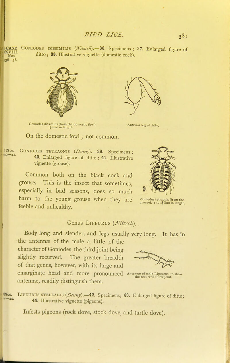 331 iCASE Goniodes dissimilis {Nitzsch).—38. Specimens ; 87. Enlarged figure of Nos. ditto; 38. Illustrative vignette (domestic cock). =36-38. Goniodes dissimilis (from the domestic fowl). i£ line in length. On the domestic fowl; not common. Anterior leg; of ditto. :Nos. Goniodes tetraonis {Denny).—39. Specimens; 40. Enlarged figure of ditto; 41. Illustrative yignette (grouse). Common both on the black cock and grouse. This is the insect that sometimes, especially in bad seasons, does so much harm to the young grouse when they are feeble and unhealthy. Goniodes tetraonis (from the ffrouse). 1 to ij line in length It has in Genus Lipeurus {Nitzsch). Body long and slender, and legs usually very long, the antennae of the male a little of the character of Goniodes, the third joint being slightly recurved. The greater breadth of that genus, however, with its large and emarginate head and more pronounced Antenna: of male Lipeurus, to show r the recurved third joint antennae, readily distinguish them. '■Nos. Lipeurus stellaris {Denny).—42. Specimens; 43. Enlarged figure of ditto; *** 44. Illustrative vignette (pigeons). Infests pigeons (rock dove, stock dove, and turtle dove).