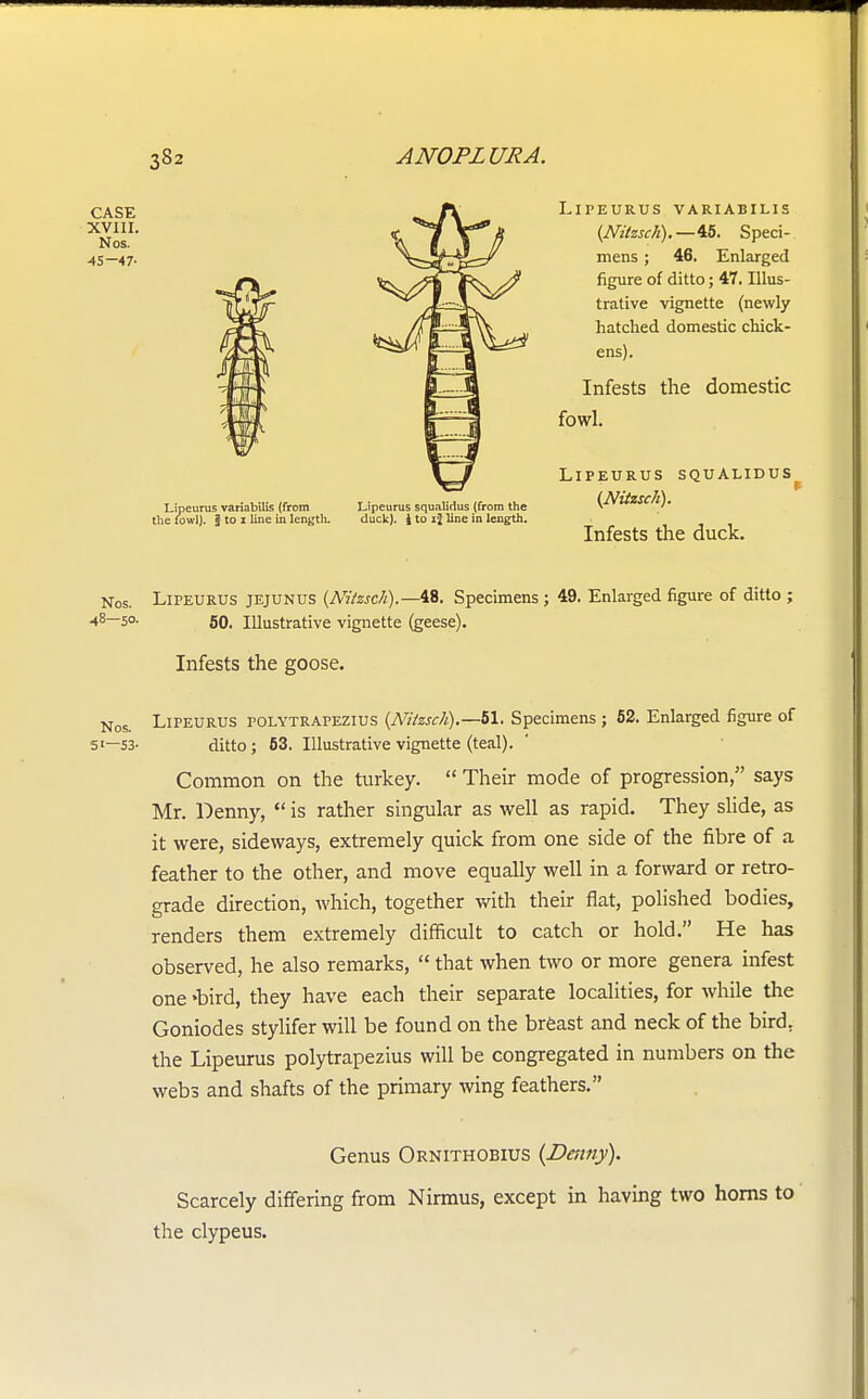 LlPEURUS VARIABILIS (Nitzsch).—45. Speci- mens ; 46. Enlarged figure of ditto; 47. Illus- trative vignette (newly hatched domestic chick- ens). Infests the domestic fowl. LlPEURUS SQUALIDUS {Nitzsch). Infests the duck. 49. Enlarged figure of ditto ; Infests the goose. Nos. LlPEURUS folytrapezius (Nitzsch).—bl. Specimens; 52. Enlarged figure of 51—53- ditto ; 53. Illustrative vignette (teal). Common on the turkey.  Their mode of progression, says Mr. Denny,  is rather singular as well as rapid. They slide, as it were, sideways, extremely quick from one side of the fibre of a feather to the other, and move equally well in a forward or retro- grade direction, which, together with their flat, polished bodies, renders them extremely difficult to catch or hold. He has observed, he also remarks,  that when two or more genera infest one -bird, they have each their separate localities, for while the Goniodes stylifer will be found on the breast and neck of the bird, the Lipeurus polytrapezius will be congregated in numbers on the webs and shafts of the primary wing feathers. Genus Ornithobius {Denny). Scarcely differing from Nirmus, except in having two horns to the clypeus. CASE XVIII. Nos. 45—47- Lipeurus variabilis (from Lipeurus squalidus (from the the fowl). J to i line in length. duck), i to xj line in length. Nos. Lipeurus jejunus (Nitzsch).—48. Specimens; 48—50. 50, Illustrative vignette (geese).