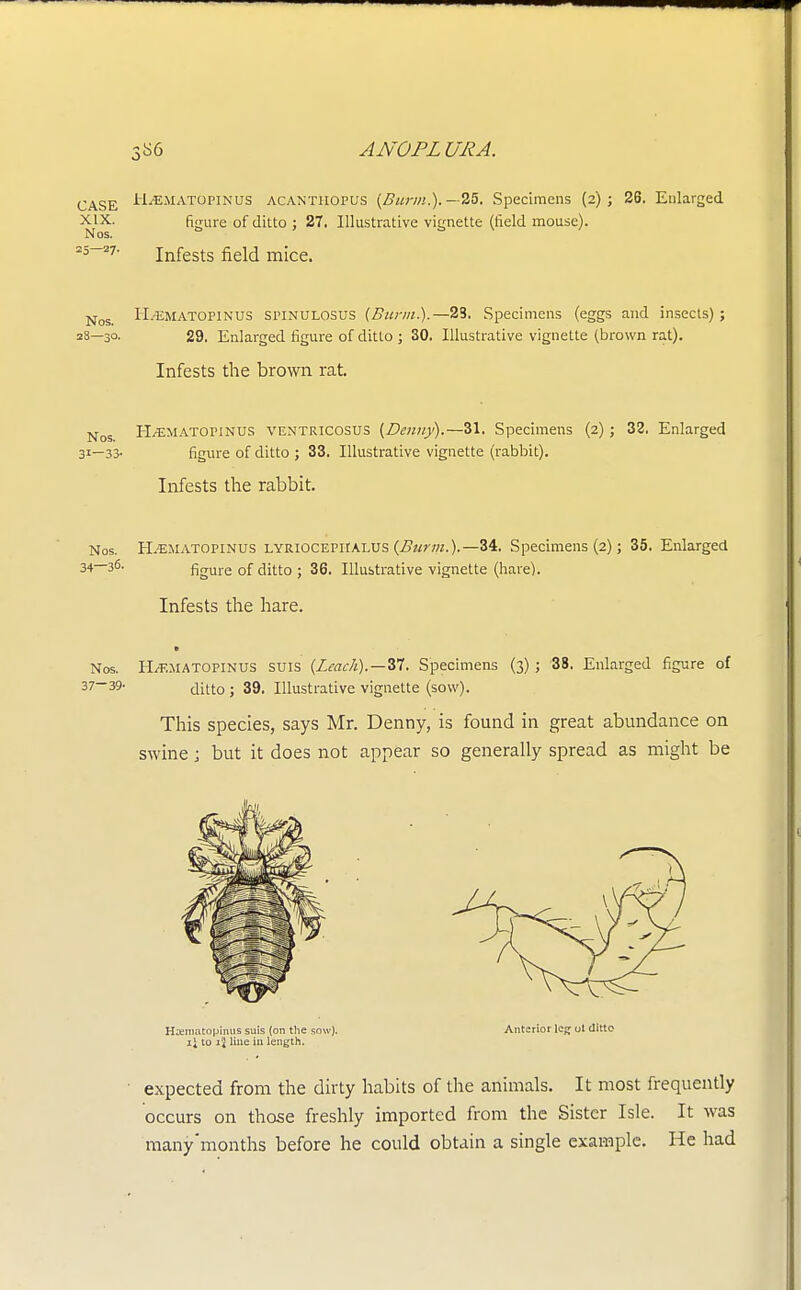 3^6 ANOPLURA. CASE H^ematopinus acanthopus (Bur;/!.). —25. Specimens (2); 26. Enlarged XIX. Nos. 25—27' Infests field mice. XIX. figure of ditto ; 27. Illustrative vignette (field mouse). Nos. Nos Ii.-EMATOPiNUS spinulosus (Burnt.).— 23. Specimens (eggs and insects); 28—30. 29. Enlarged figure of ditto ; 30. Illustrative vignette (brown rat). Infests the brown rat. Nos ELematopinus ventricosus (Denny).—31. Specimens (2); 32. Enlarged 31—33- figure of ditto ; 33. Illustrative vignette (rabbit). Infests the rabbit. Nos. H.-EMATOPINUS LYRIOCEPHALUS (Burnt.).— 34. Specimens (2); 35. Enlarged 34—36- figure of ditto ; 36. Illustrative vignette (hare). Infests the hare. Nos. H/F.1IATOPINUS SUis (Leach).—W. Specimens (3) ; 38. Enlarged figure of 37- 39- ditto ; 39. Illustrative vignette (sow). This species, says Mr. Denny, is found in great abundance on swine; but it does not appear so generally spread as might be Hxmatopinus suis (on the sow). Anterior le^ ot ditto 1} to ii line in length. expected from the dirty habits of the animals. It most frequently occurs on those freshly imported from the Sister Isle. It was many'months before he could obtain a single example. He had