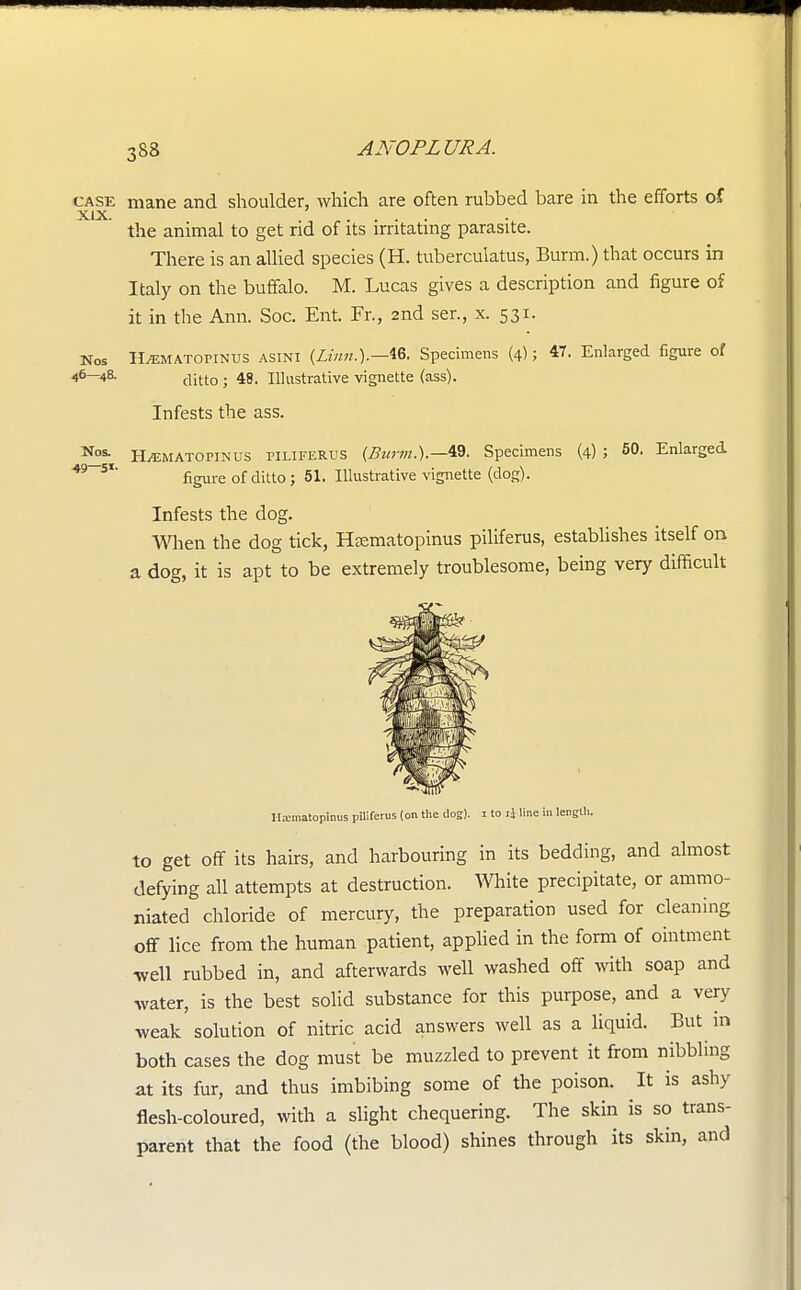 3S8 case mane and shoulder, which are often rubbed bare in the efforts of the animal to get rid of its irritating parasite. There is an allied species (H. tuberculatus, Burm.) that occurs in Italy on the buffalo. M. Lucas gives a description and figure of it in the Ann. Soc. Ent. Fr., 2nd ser., x. 531. Nos H/EMATOPINUS asini {Linn.).— 46. Specimens (4); 47. Enlarged figure of 46—48. djtto . illustrative vignette (ass). Infests the ass. ^ H/EMATOriNUS PILIFERUS (Btirm.).— 49. Specimens (4) ; 50. Enlarged 49 S*' figure of ditto; 51. Illustrative vignette (dog). Infests the dog. When the dog tick, HEematopinus piliferus, establishes itself on a dog, it is apt to be extremely troublesome, being very difficult Hxmatopinus piliferus (on the dog), i to ii line in length. to get off its hairs, and harbouring in its bedding, and almost defying all attempts at destruction. White precipitate, or ammo- niated chloride of mercury, the preparation used for cleaning off lice from the human patient, applied in the form of ointment well rubbed in, and afterwards well washed off with soap and water, is the best solid substance for this purpose, and a very weak solution of nitric acid answers well as a liquid. But in both cases the dog must be muzzled to prevent it from nibbling at its fur, and thus imbibing some of the poison. It is ashy flesh-coloured, with a slight chequering. The skin is so trans- parent that the food (the blood) shines through its skin, and