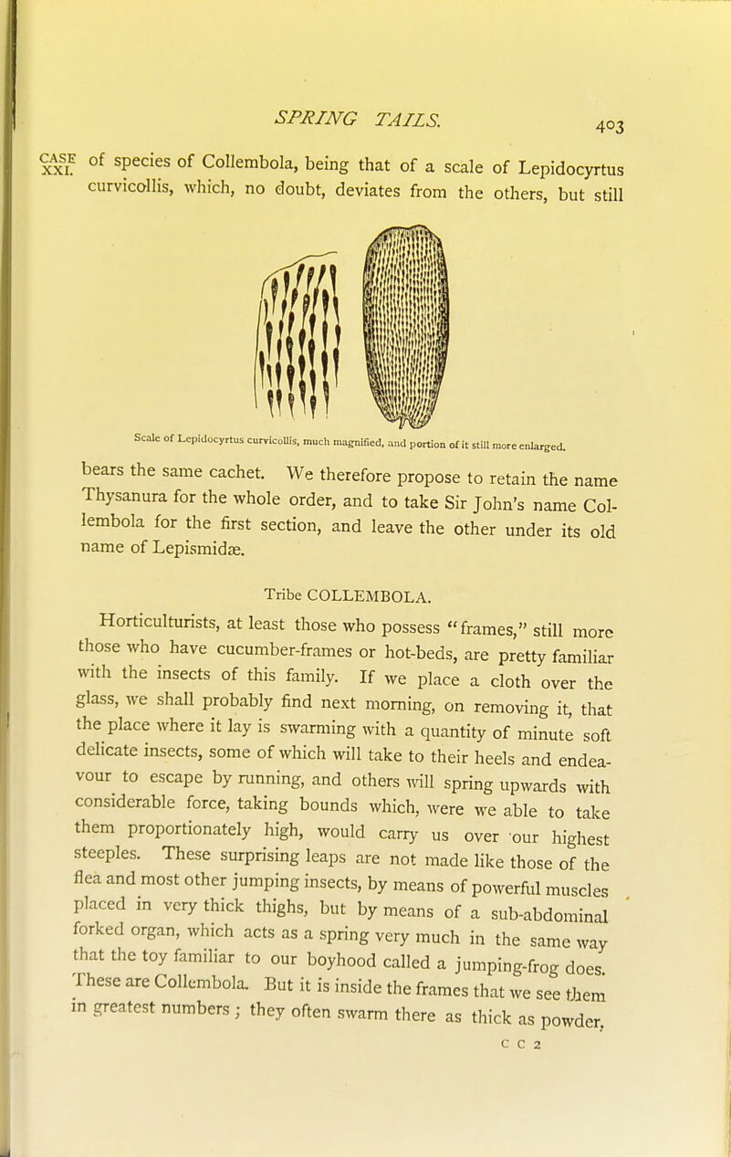 403 case of species of Collembola, being that of a scale of Lepidocyrtus curvicollis, which, no doubt, deviates from the others, but still Scale of Lepidocyrtus curvicollis, much magnified, and portion of it still more enlarged. bears the same cachet. We therefore propose to retain the name Thysanura for the whole order, and to take Sir John's name Col- lembola for the first section, and leave the other under its old name of Lepismidse. Tribe COLLEMBOLA. Horticulturists, at least those who possess frames, still more those who have cucumber-frames or hot-beds, are pretty familiar with the insects of this family. If we place a cloth over the glass, we shall probably find next morning, on removing it, that the place where it lay is swarming with a quantity of minute soft delicate insects, some of which will take to their heels and endea- vour to escape by running, and others will spring upwards with considerable force, taking bounds which, were we able to take them proportionately high, would carry us over our highest steeples. These surprising leaps are not made like those of the flea and most other jumping insects, by means of powerful muscles placed in very thick thighs, but by means of a sub-abdominal forked organ, which acts as a spring very much in the same way that the toy familiar to our boyhood called a jumping-frog does These are Collembola. But it is inside the frames that we see rJaem in greatest numbers ; they often swarm there as thick as powder