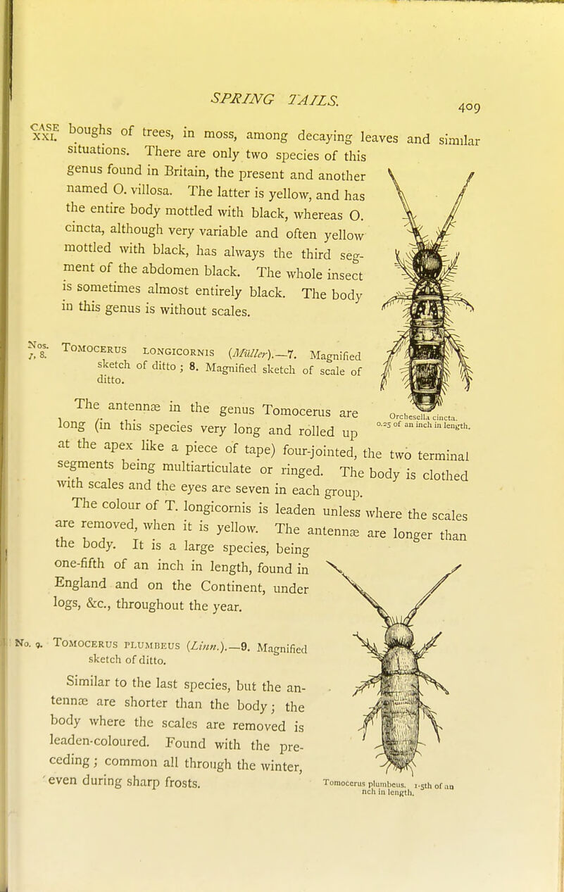 case boughs of trees, in moss, among decaying leaves and similar situations. There are only two species of this genus found in Britain, the present and another named O. villosa. The latter is yellow, and has the entire body mottled with black, whereas O. cincta, although very variable and often yellow mottled with black, has always the third seg- ment of the abdomen black. The whole insect is sometimes almost entirely black. The body in this genus is without scales. »» Tomocerus uwgicornis {MuUer).~1. Magnified sketch of ditto ; 8. Magnified sketch of scale of ditto. The antenna in the genus Tomocerus are long (in this species very long and rolled up at the apex like a piece of tape) four-jointed, the two terminal segments being multiarticulate or ringed. The body is clothed with scales and the eyes are seven in each group The colour of T. longicornis is leaden unless where the scales are removed, when it is yellow. The antenna are longer than the body. It is a large species, being one-fifth of an inch in length, found in X England and on the Continent, under logs, &c, throughout the year. OrcheselU cincta. 0.25 of on inch in length. to. ,. Tomocerus plum reus {Linn.).—9. Magnified sketch of ditto. Similar to the last species, but the an- tenna; are shorter than the body; the body where the scales are removed is leaden-coloured. Found with the pre- ceding ; common all through the winter, ' even during sharp frosts. Tomocerus plumbcus. t-eth of an nch in length.