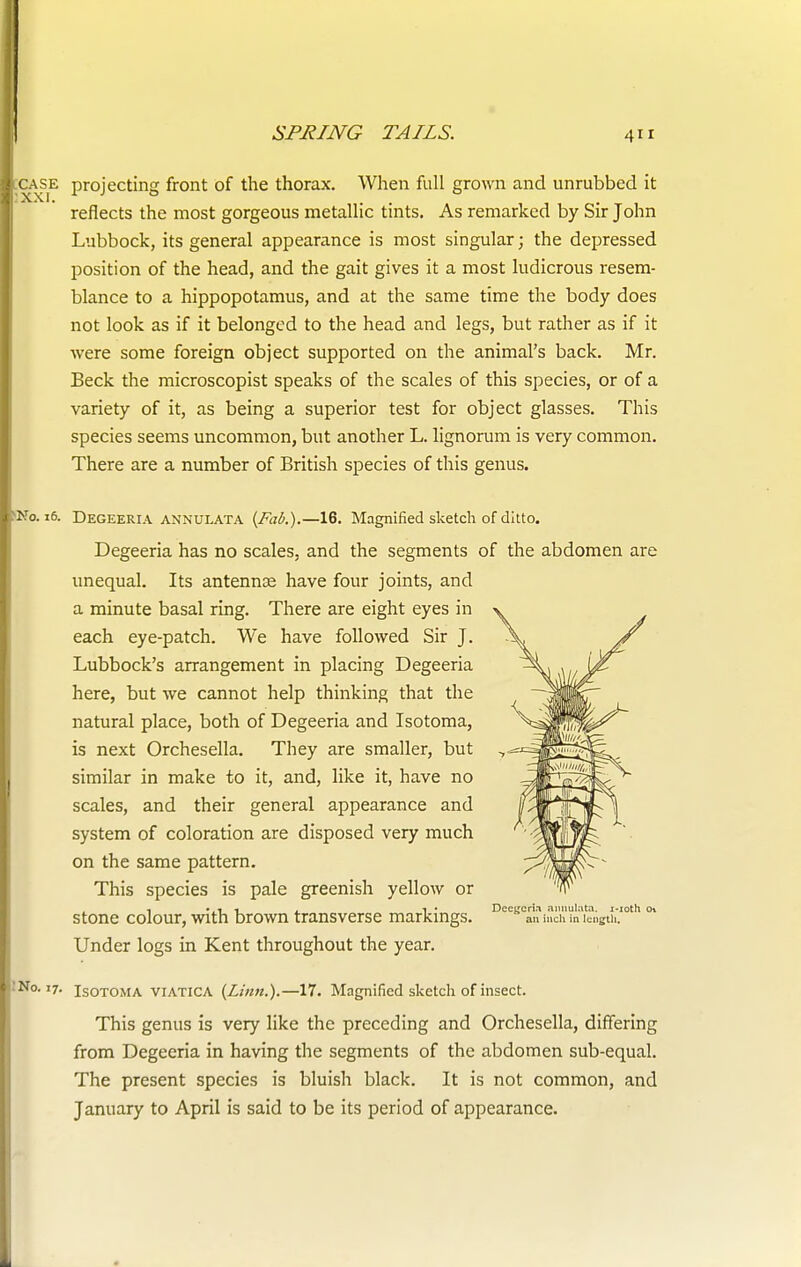 case projecting front of the thorax. When full grown and unrubbed it reflects the most gorgeous metallic tints. As remarked by Sir John Lubbock, its general appearance is most singular; the depressed position of the head, and the gait gives it a most ludicrous resem- blance to a hippopotamus, and at the same time the body does not look as if it belonged to the head and legs, but rather as if it were some foreign object supported on the animal's back. Mr. Beck the microscopist speaks of the scales of this species, or of a variety of it, as being a superior test for object glasses. This species seems uncommon, but another L. lignorum is very common. There are a number of British species of this genus. No. 16. Degeeria annulata {Fab.).—16. Magnified sketch of ditto. Degeeria has no scales, and the segments of the abdomen are unequal. Its antenna? have four joints, and a minute basal ring. There are eight eyes in each eye-patch. We have followed Sir J. Lubbock's arrangement in placing Degeeria here, but we cannot help thinking that the natural place, both of Degeeria and Isotoma, is next Orchesella. They are smaller, but similar in make to it, and, like it, have no scales, and their general appearance and system of coloration are disposed very much on the same pattern. This species is pale greenish yellow or stone colour, with brown transverse markings, an inch in length. Under logs in Kent throughout the year. :No. 17. Isotoma viatica (Linn.).—17. Magnified sketch of insect. This genus is very like the preceding and Orchesella, differing from Degeeria in having the segments of the abdomen sub-equal. The present species is bluish black. It is not common, and January to April is said to be its period of appearance.