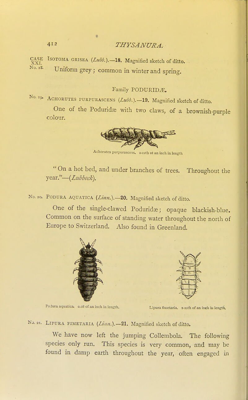 CASE Isotoma grisea (Z«W.)._18. Magnified sketch of ditto. Uniform grey; common in winter and spring. Family PODURID^E. No i»- Achorutes turpurascens (LuM.).-ld. Magnified sketch of ditto. One of the Poduridse with two claws, of a brownish-purple colour. Achorutes purpurascens. i-isth ot an inch in length  On a hot bed, and under branches of trees. Throughout the year.—(Lubbock). No. 2o. Podura aquatica {Linn.).—20. Magnified sketch of ditto. One of the single-clawed Poduridse; opaque blackish-blue. Common on the surface of standing water throughout the north of Europe to Switzerland. Also found in Greenland. Podura aquatica. 0.08 of an inch in lenffth. Lipura fuuctaria. i-:oth of an inch iu length. '•2i. Lipura fimetaria {Linn.).— 21. Magnified sketch of ditto. We have now left the jumping Collembola. The following species only run. This species is very common, and may be found in damp earth throughout the year, often engaged in