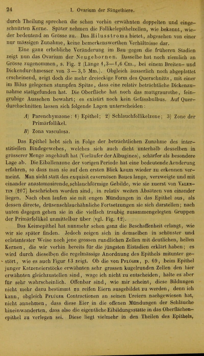 durch Theilung sprechen die schon vorhin erwähnten doppelten und einge- schnürten Kerne. Später nehmen die Follikelepithelzellen, wie bekannt, wie- der bedeutend an Grösse zu. Das Hilusstroma bietet, abgesehen von einer nur massigen Zunahme, keine bemerkenswerthen Verhaltnisse dar. Eine ganz erhebliche Veränderung im Bau gegen die früheren Stadien zeigt nun das Ovarium der Neugebornen. Dasselbe hat noch ziemlich an Grösse zugenommen, s. Fig. 2 (Länge 1,3—1,6 Gm., bei einem Breiten- und Dickendurchmesser von 3 — 3,5 Mm.). Obgleich äusserlich noch abgeplattet erscheinend, zeigt doch die mehr dreieckige Form des Querschnitts, mit einer im Hilus gelegenen stumpfen Spitze, dass eine relativ beträchtliche Dickenzu- nahme stattgefunden hat. Die Oberfläche hat noch das mattgraurothe, fein- grubige Aussehen bewahrt; es existirt noch kein Gefässbulbus. Auf Quer- durchschnitten lassen sich folgende Lagen unterscheiden : A) Parenchymzone: 1) Epithel; 2) Schlauchfollikelzone; 3) Zone der Primärfollikel. B) Zona vasculosa. Das Epithel hebt sich in Folge der beträchtlichen Zunahme des inter- stitiellen Bindegewebes, welches sich auch dicht unterhalb desselben in grösserer Menge angehäuft hat (Vorläufer der Albuginea), schärfer als besondere Lage ab. Die Eiballenzone der vorigen Periode hat eine bedeutende Aenderung erfahren, so dass man sie auf den ersten Blick kaum wieder zu erkennen ver- meint. Man sieht statt des exquisit cavernösen Baues lange, verzweigte und mit einander anastomosirende. schlauchförmige Gebilde, wie sie zuerst von Valen- tin (207) beschrieben worden sind, in relativ weiten Absätzen von einander liegen. Nach oben laufen sie mit engen Mündungen in das Epithel aus, als dessen directe, drüsenschlauchähnliche Fortsetzungen sie sich darstellen; nach unten dagegen gehen sie in die vielfach traubig zusammengelegten Gruppen der Primärfollikel unmittelbar über (vgl. Fig. 12). Das Keimepithel hat nunmehr schon ganz die Beschaffenheit erlangt, wie wir sie später finden. Jedoch zeigen sich in demselben in schönster und eclatantester Weise noch jene grossen rundlichen Zellen mit deutlichen, hellen Kernen , die wir vorhin bereits für die jüngsten Eistadien erklärt haben; es wird durch dieselben die regelmässige Anordnung des Epithels mitunter ge- - stört, wie es auch Figur 13 zeigt. Ob die von Pflüger , p. 69 , beim Epithel junger Katzeneierstöcke erwähnten sehr grossen kugelrunden Zellen den hier erwähnten gleichzustellen sind, wage ich nicht zu entscheiden, halte es aber für sehr wahrscheinlich. Offenbar sind, wie mir scheint, diese Bildungen nicht mehr dazu bestimmt zu reifen Eiern ausgebildet zu werden, denn ich kann, obgleich Pflüger Contractionen an seinen Ureiern nachgewiesen hat, nicht annehmen, dass diese Eier in die offenen Mündungen der Schläuche hineinwanderten, dass also die eigentliche Eibildungsstätte in das Oberflächen- epithel zu verlegen sei. Diese liegt vielmehr in den Theilen des Epithels,