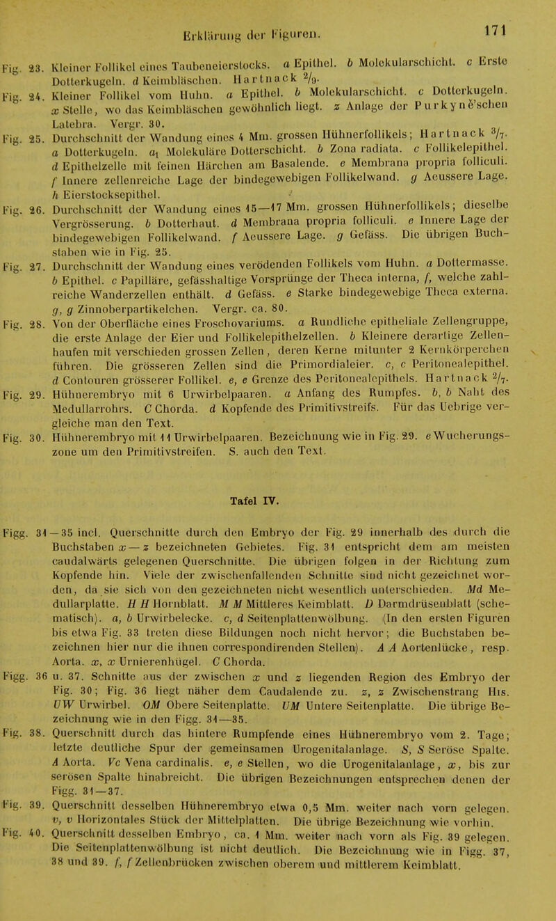 Fig. 23. Kleiner Follikel eines Taubeneierstocks, a Epithel. & Molekularschicht, c Erste Dotterkugeln, d Keimbläschen, llartnack %• Fig 24 Kleiner Follikel vom Huhn, a Epithel, b Molekularschicht, c Dotterkugeln. »Stelle, wo das Keimbläschen gewöhnlich liegt, z Anlage der Purkyne'schen Latebra. Vergr. 30. Fig. 25. Durchschnitt der Wandung eines.4 Mm. grossen Hühnerfollikels; Hartnack fy. a Dotterkugeln, a, Molekulare Dotterschicht, b Zona radiata. c Follikelepithel. d Epithelzelle mit leinen Härchen am Basalende. e Membrana propria iolliculi. /• Innere zellenreiche Lage der bindegewebigen Follikelwand. g Acussere Lage. // Eierstocksepithel. I ii;. 26. Durchschnitt der Wandung eines 15—-17 Mm. grossen Hühnerfollikels; dieselbe Vergrößerung, b Dotterhaut, d Membrana propria folliculi, e Innere Lage der bindegewebigen Follikelwand. f Aeussere Lage, g Gefäss. Die übrigen Buch- slaben wie in Fig. 25. Fig. 27. Durchschnitt der Wondung eines verödenden Follikels vom Huhn, a Dottermasse. b Epithel, c Papilläre, gefässhaltige Vorsprünge der Theca interna, f, welche zahl- reiche Wanderzellen enthält, d Gefäss. e Starke bindegewebige Theca externa. g, g Zinnoberpartikelchen. Vergr. ca. 80. Fig. 28. Von der Oberfläche eines Froschovariums. a Rundliche epitheliale Zellengruppe, die erste Anlage der Eier und Follikelepithelzellen. b Kleinere derartige Zellen- haufen mit verschieden grossen Zellen , deren Kerne mitunter 2 Kernkörperchen führen. Die grösseren Zellen sind die Primordialeier. c, c Peritonealepithel. d Contouren grösserer Follikel, e, e Grenze des Peritonealepithels. Hartnack 2/7. Fig. 29. Hühnerembryo mit 6 Urwirbelpaaren. a Anfang des Rumpfes, b, b Naht des Medullarrohrs. C Chorda, d Kopfende des Primitivslreifs. Für das Uebrige ver- gleiche man den Text. Fig. 30. Hühnerembryo mit 11 Urwirbelpaaren. Bezeichnung wie in Fig. 29. eWucherungs- zone um den Primitivstreifen. S. auch den Text. Tafel IV. Figg. 31 — 35 incl. Querschnitte durch den Embryo der Fig. 29 innerhalb des durch die Buchstaben x— % bezeichneten Gebietes. Fig. 31 entspricht dem am meisten caudalwärts gelegenen Querschnitte. Die übrigen folgen in der Richtung zum Kopfende hin. Viele der zwischenfallenden Schnitte sind nicht gezeichnet wor- den, da sie sich von den gezeichneten nicht wesentlich unterschieden. Md Me- dullarplatle. H H Hornblatt. M M Mittleres Keimblatt. D Darmdrüsenblatt (sche- matisch), o, b Urwirbelecke. c, d Seitcnplatlenwölbung. (Inden ersten Figuren bis etwa Fig. 33 treten diese Bildungen noch nicht hervor; die Buchstaben be- zeichnen hier nur die ihnen correspondirenden Stellen). A A Aortenlücke, resp. Aorta, x, x Urnierenhügel. C Chorda. Figg. 36 u. 37. Schnitte aus der zwischen x und % liegenden Region des Embryo der Fig. 30; Fig. 36 liegt näher dem Caudalende zu. z, z Zwischenstrang His. ÜW Urwirbel. OM Obere Seitenplatte. UM Untere Seitenplatte. Die übrige Be- zeichnung wie in den Figg. 31—35. Fig. 38. Querschnitt durch das hintere Rumpfende eines Hühnerembryo vom 2. Tage; letzte deutliche Spur der gemeinsamen Urogenitalanlage. S, S Seröse Spalte. A Aorta. Vc Vena cardinalis. e, e Stellen, wo die Urogenitalanlage, x, bis zur serösen Spalte hinabreicht. Die übrigen Bezeichnungen entsprechen denen der Figg. 31—37. Pig. 39. Querschnitt desselben Hühnerembryo etwa 0,5 Mm. weiter nach vorn gelegen. v, v Horizontales Stück der Mittelplatten. Die übrige Bezeichnung wie vorhin. Flg. 40. Querschnitt desselben Embryo, ca. 1 Mm. weiter nach vorn als Fig. 89 gelegen. Die Seftetoplatteinwölbung ist nicht deutlich. Die Bezeichnung wie in Figg. 37, 38 und 39. f, f Zellenbrücken zwischen oberem und mittlerem Keimblatt.