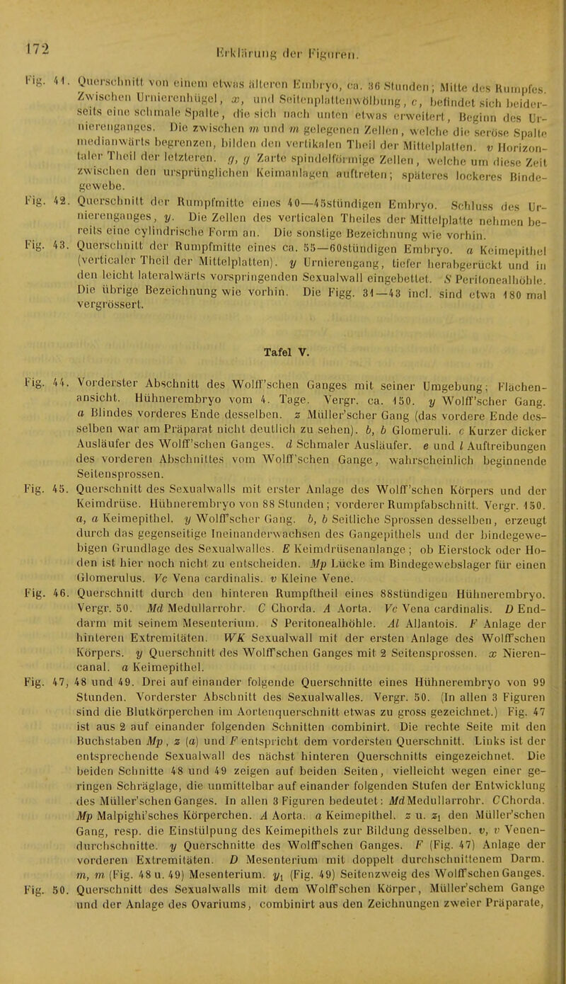 Ng\ 41. Querschhfft von einem etwas BlteroÜ Embryo, Ca'. 86 Stünden; Mitte dos Rumpfes Zwischen Urnierenhüge!, x, und SBltetiplatteijWOlbüng, c, befindet sich beider- seits eine schmale Spalte, die sich nach unten etwas erweitert, Beginn des Ur- nierengariges. Die zwischen m und m gelegenen Zellen, welche die seröse Spalte medianwärts begrenzen, bilden den vertikalen Theil der Mittelplatten, v Horizon- taler Theil der letzleren, g, <j Zarte spindelförmige Zellen, welche um diese Zeit zwischen den ursprünglichen Keimanlagen auftreten; spateres lockeres Rinde- gewebe. Fig. 42. Querschnitt der Rumpfmitte eines 40—45stündigen Embryo. Schluss des Ur- nierenganges, y. Die Zellen des verticalen Theiles der Mitlclplatte nehmen be- reits eine cylindrische Form an. Die sonstige Bezeichnung wie vorhin. Fig. 43. Querschnitt der Rumpfmitte eines ca. 55—60stündigen Embryo, a Keimepitbel (veriicaler Theil der Mittelplatten), y Etmierengang, tiefer herabgerückt und in den leicht lateralwärts vorspringenden Sexuahvall eingebend. S Peritonealhöble. Die übrige Bezeichnung wie vorhin. Die Figg. 31—43 incl. sind etwa 180 mal vergrössert. Tafel V. Fig. 44. Vorderster Abschnitt des Wohl'sehen Ganges mit seiner Umgebung; Ilachen- ansicht. Hühnerembryo vom 4. Tage. Vergr. ca. 150. y WolfTscher Gang. a Blindes vorderes Ende desselben, z Müller'scher Gang (das vordere Ende des- selben war am Präparat nicht deutlich zu sehen), b, b Glomeruli. c Kurzer dicker Ausläufer des Wolff'schen Ganges, d Schmaler Ausläufer, e und l Auftreibungen des vorderen Abschnittes vom Wolff'schen Gange, wahrscheinlich beginnende Seitensprossen. Fig. 45. Querschnitt des Sexualwalls mit erster Anlage des Wolff'schen Körpers und der Keimdrüse. Hühnerembryo von 88 Stunden; vorderer Rumpfabschnitt. Vergr. 150. a, a Keimepithel, y WolfTscher Gang, b, b Seitliche Sprossen desselben, erzeugt durch das gegenseitige Ineinander^ nchsen des Gangepithels und der bindegewe- bigen Grundlage des Sexualwallcs. E Keimdrüsenanlange; ob Eierstock oder Ho- den ist hier noch nicht zu entscheiden. Mp Lücke im Bindegewebslager für einen Glomerulus. Vc Vena cardinalis. v Kleine Vene. Fig. 46. Querschnitt durch den hinteren Rumpftheil eines 88stündigeu Hühnerembryo. Vergr. 50. Md Medullarrohr. C Chorda. A Aorta. Fe Vena cardinalis. D End- darm mit seinem Mesenterium. S Peritonealhöhle. AI Allantois. F Anlage der hinteren Extremitäten. WK Sexualwall mit der ersten Anlage des Wolff'schen Körpers, y Querschnitt des Wolff'schen Ganges mit 2 Seitensprossen, x Nieren- canal. a Keimepithel. Fig. 47, 48 und 49. Drei auf einander folgende Querschnitte eines Hühnerembryo von 99 Stunden. Vorderster Abschnitt des Sexualwalles. Vergr. 50. (In allen 3 Figuren sind die Blutkörperchen im Aortenquerschnitt etwas zu gross gezeichnet.) Fig. 47 ist aus 2 auf einander folgenden Schnitten combinirt. Die rechte Seite mit den Buchstaben Mp, z (a) und F entspricht dem vordersten Querschnitt. Links ist der entsprechende Sexualwall des nächst hinteren Querschnitts eingezeichnet. Die beiden Schnitte 48 und 49 zeigen auf beiden Seiten, vielleicht wegen einer ge- ringen Schräglage, die unmittelbar auf einander folgenden Stufen der Entwicklung des Müller'schen Ganges, in allen 3 Figuren bedeutet: Md Medullarrohr. CChorda. Mp Malpighi'sches Körperchen. A Aorta, a Keimepithel, z u. zt den Müller'schen Gang, resp. die Einstülpung des Keimepithels zur Bildung desselben, v, v Venen- durchsehnitfo. y Querschnitte des Wolff'schen Ganges. F (Fig. 47) Anlage der vorderen Extremitäten. D Mesenterium mit doppelt durchschnittenem Darm, m, m (Fig. 48 u. 49) Mesenterium. yl (Fig. 49) Seitenzweig des Wolff'schen Ganges. Fig. 50. Querschnitt des Sexualwalls mit dem Wolff'schen Körper, Müller'schem Gange und der Anlage des Ovariums, combinirt aus den Zeichnungen zweier Präparate,