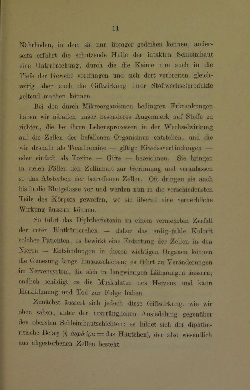 Nährboden, in dem sie mm üppiger gedeihen können, ander- seits erfälirt die schützende Hülle der intakten Schleimhaut eine Unterbrechung, durch die die Keime nun auch in die Tiefe der GeAvebe Vordringen und sich dort verbreiten, gleich- zeitig aber auch die Giftwirkung ihrer Stoffw^echselprodukte geltend machen können. Bei den durch Mikroorganismen bedingten Erkrankungen haben wir nämlich unser besonderes Augenmerk auf Stofie zu richten, die bei ihren Lebensprozessen in der AVechselWirkung auf die Zellen des befallenen Organismus entstehen, und die Avir deshalb als Toxalbumine — giftige EiAveissverbindungen — oder einfach als Toxine — Gifte — bezeichnen. Sie bringen in vielen Fällen den Zellinhalt zur Gerinnung und veranlassen so das Absterben der betroffenen Zellen. Oft dringen sie auch bis in die Blutgefässe vor und Averden nun in die verschiedensten Teile des Köqjers geworfen, wo sie überall eine verderbliche Wirkung äussern können. So führt das Diphtherietoxiii zu einem A'ermehrfen Zerfall der roten Blutkörperchen — daher das erdig-fahle Kolorit solcher Patienten; es beAvirkt eine Entju'tung der Zellen in- den Nieren — Entzündungen in diesen Avichtigen Organen können die Genesung lange hinausschieben; es führt zu Veränderungen im Nervensystem, die sich in langAvierigen Lähmungen äussem; endlich schädigt es die Muskulatur des Herzens und kann Herzlähmung und Tod ziu- Folge haben. Zunächst äussert sich jedoch diese Giftwirkung, Avie Avir oben sahen, unter der ursprünglichen Ansiedelung gegenüber den obersten Schleimhautschichten: es bildet sich der diphthe- litischc Belag (•// dupfhtga = das Häutchen), der also wesenthch aus ahgestorbencn Zellen besteht.