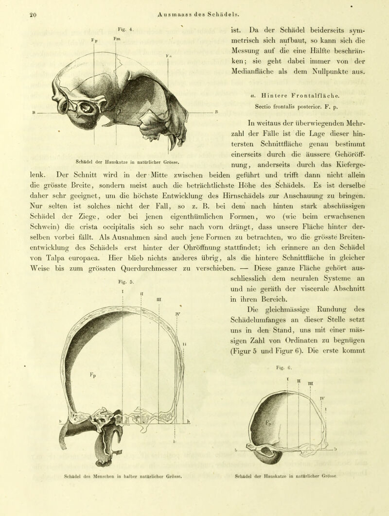 Schädel der Hauskatze in natürlicher Grösse. «. Hintere Frontalfläche. Sectio fronlalis posterior. F. p. In weitaus der überwiegenden Mehr- zahl der Fälle ist die Lage dieser hin- tersten Schnittfläche genau bestimmt einerseits durch die äussere Gehöröff- nung, anderseits durch das Kieferge- lenk. Der Schnitt wird in der Mitte zwischen beiden geführt und trifft dann nicht allein die grösste Breite, sondern meist auch die beträchtlichste Höhe des Schädels. Es ist derselbe daher sehr geeignet, um die höchste Entwicklung des Hirnschädels zur Anschauung zu bringen. Nur selten ist solches nicht der Fall, so z. B. bei dem nach hinten stark abschüssigen Schädel der Ziege, oder bei jenen eigenthümlichen Formen, wo (wie beim erwachsenen Schwein) die crista occipitalis sich so sehr nach vorn drängt, dass unsere Fläche hinter der- selben vorbei fällt. Als Ausnahmen sind auch jene Formen zu betrachten, wo die grösste Breiten- entwicklung des Schädels erst hinter der Ohröffnung stattfindet; ich erinnere an den Schädel von Talpa europaea. Hier blieb nichts anderes übrig, als die hintere Schnittfläche in gleicher Weise bis zum grössten Querdurchmesser zu verschieben. — Diese ganze Fläche gehört aus- schliesslich dem neuralen Systeme an Fig. 5. I und nie o-eräth der viscerale Abschnitt O Fig. 4. Fm ist. Da der Schädel beiderseits sym- metrisch sich aufbaut, so kann sich die Messung auf die eine Hälfte beschrän- ken ; sie geht dabei immer von der Medianfläche als dem Nullpunkte aus. in in ihren Bereich. Die gleichmässige Rundung des Schädelumfanges an dieser Stelle setzt uns in den Stand, uns mit einer mäs- sigen Zahl von Ordinaten zu begnügen (Figur 5 und Figur 6). Die erste kommt Fig. G.