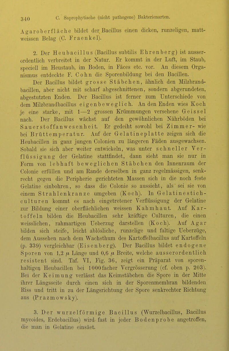 Agar ob er fläche bildet der Bacillus einen dicken, runzeligen, matt- weissen Belag (C. Fraenkel). 2. Der Heubaeillus (Bacillus subtilis Ehrenberg) ist ausser- ordentlich verbreitet in der Natur. Er kommt in der Luft, im Staub, speciell im Heustaub, im Boden, in Fäces etc. vor. An diesem Orga- nismus entdeckte P. Cohn die Sporenbildung bei den Bacillen. Der Bacillus bildet grosse Stäbchen, ähnlich den Milzbrand- bacillen, aber nicht mit scharf abgeschnittenen, sondern abgerundeten, abgestutzten Enden. Der Bacillus ist ferner zum Unterschiede von dem Milzbrandbacillus eigenbeweglich. An den Enden wies Koch je eine starke, mit 1—2 grossen Krümmungen versehene Geis sei nach. Der Bacillus wächst auf den gewöhnlichen Nährböden bei Sauerstoffanwesenheit. Er gedeiht sowohl bei Zimmer- wie bei Brüttemperatur. Auf der Gelatineplatte zeigen sich die Heubacillen in ganz jungen Colonien zu längeren Fäden ausgewachsen. Sobald sie sich aber weiter entwickeln, was unter schneller Ver- flüssigung der Gelatine stattfindet, dann sieht man sie nur in Form von lebhaft beweglichen Stäbchen den Innenraum der Colonie erfüllen und am Rande derselben in ganz regelmässigen, senk- recht gegen die Peripherie gerichteten Massen sich in die noch feste Gelatine einbohren, so dass die Colonie so aussieht, als' sei sie von einem Strahlenkranze umgeben (Koch). In Gelatinestich- culturen kommt es nach eingetretener Verflüssigung der Gelatine zur Bildung einer oberflächlichen weissen Kahmhaut. Auf Kar- toffeln bilden die Heubacillen sehr kräftige Culturen, die einen weisslichen, rahmartigen Ueberzug darstellen (Koch). Auf Agar bilden sich steife, leicht ablösliche, runzelige und faltige Ueberzüge, dem Aussehen nach dem Wachsthum des Kartoffelbacillus auf Kartoffeln (p. 339) vergleichbar (Eisenberg). Der Bacillus bildet endogene Sporen von 1,2 fi Länge und 0,6 fi Breite, welche ausserordentlich resistent sind. Taf. VI, Fig. 36, zeigt ein Präparat von sporen- haltigen Heubacillen bei lOOOfacher Vergrösserung (cf. oben p. 203). Bei der Keimung verlässt das Keimstäbchen die Spore in der Mitte ihrer Längsseite durch einen sich in der Sporenmembran bildenden Riss und tritt in zu der Längsrichtung der Spore senkrechter Richtimg aus (Pr azmowsky). 3. Der wurzeiförmige Bacillus (Wurzelbacillus, Bacillus myeoides, Erdebacillus) wird fast in jeder Bodenprobe angetroffen, <li<' man in Gelatine einsäet.