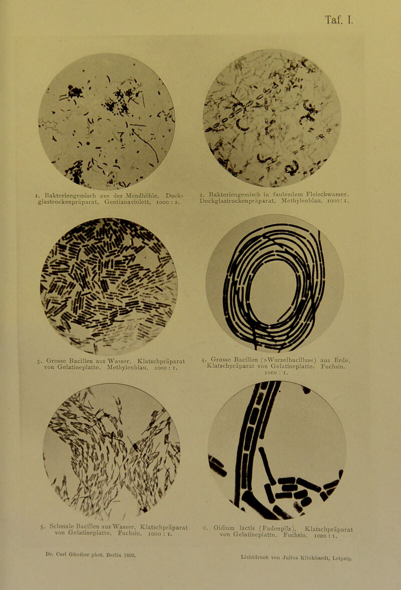 Taf. I. 1 * ja i. Hakteriengernisch aus der Mundhöhle. Deck- glastrockenpräparat. Gcntianaviolett. 1000 : i. 3. Grosse Bacillen aus Wasser. Klatschpräparat von Gelatineplatte. Methylenblau. 1000 : 1. 5. Schmale Bacillen aus Wasser. Klatschpräparat von Gelatineplatte. Fuchsin. 1000 : I. 0 2. Bakteriengemisch in faulendem Fleischwasser. Deckglastrockenpräparat. Methylenblau. 1000:1. 4. Grosse Bacillen (»Wurzelbacillus«) aus Erde. Klatschpräparat von Gelatineplatte. Fuchsin. G. Oidlum lactis (Fadonpilz j, Klatschpräparat von Golatineplatte. Fuchsin. 1000:1. Dr. Cnrl OUnthcr phofc Berlin 1803. Lichtdruck von Julius KHiikhardt, Dclpiilg,