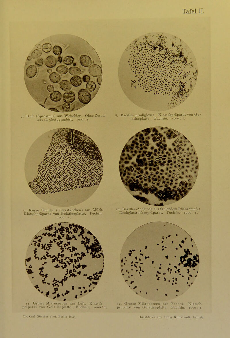 7. Hefe (Sprosspilz) aus Weissbier. Ohne Zusatz lebend photographirt. 1000 : 1. o. Kurze Bacillen (Kurzstäbchen) aus Milch. Klatschpräparat von Gelatineplatte. Fuchsin. t ~* rt. Grosso Mikrococcen aus l.uft. Klatsch- präparat von Gelatineplätte, Fuchsin. 1000: i. Bacillus prodigiosus. Klatschpräparat von Ge- latineplatte. Fuchsin. 1000 : 1. O» * * 5- •  . . 10. Bacillen-Zoogloea aus faulendem Pflanzeninfus. Dcckglastrockenpräparat. Fuchsin. 1000 : 1. •• • •% > * 12. Grosse Mikrococcen aus Faocos, Klatsch- präparat von Gelatineplatte. Fuchsin. 1000 : t,