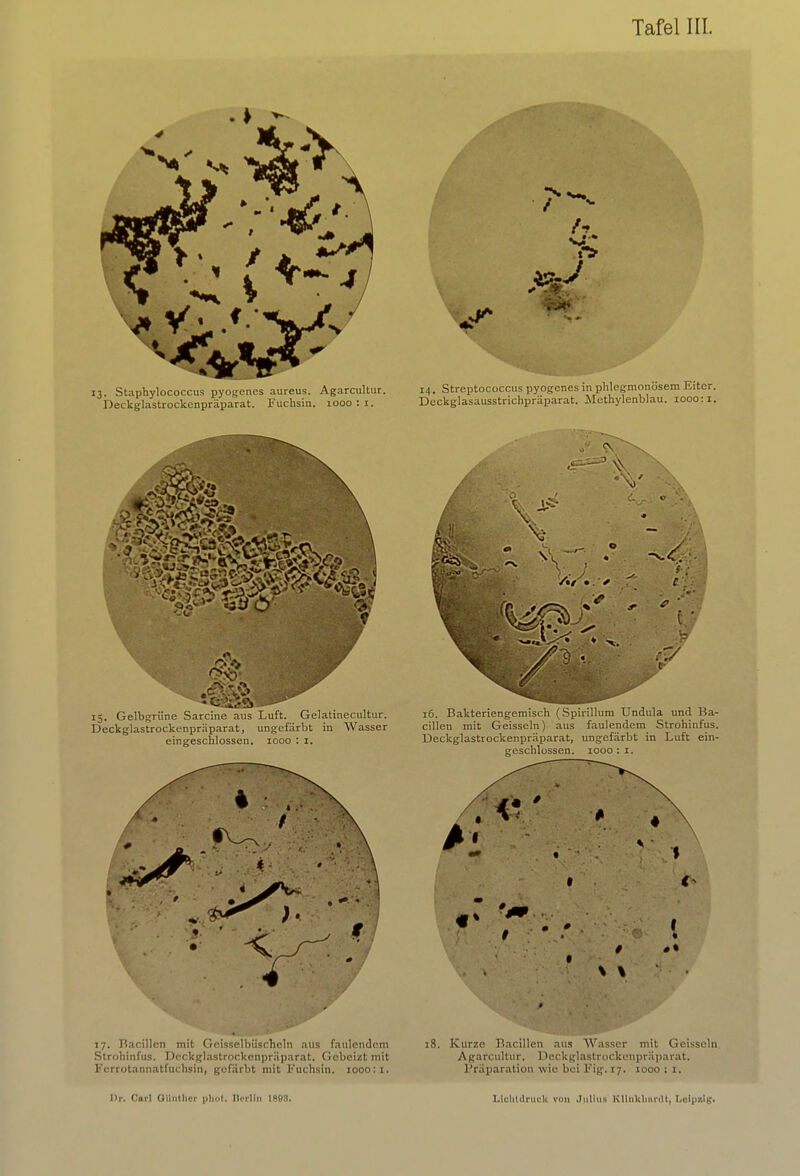 A \ 0 » \ 0 #» 17. Bacillen mit Geisselbüschcln aus faulendem Strohinfus. Deckglastrockenpräparat. Gebeizt mit Fcrrotannatfuclisin, gefärbt mit Fuchsin. iooo:i. 18. Kurze Bacillen aus Wasser mit Geissein. Agarcultur. Deckglastrockenpräparat. Präparation wie bei Fig. 17. 1000 : r.