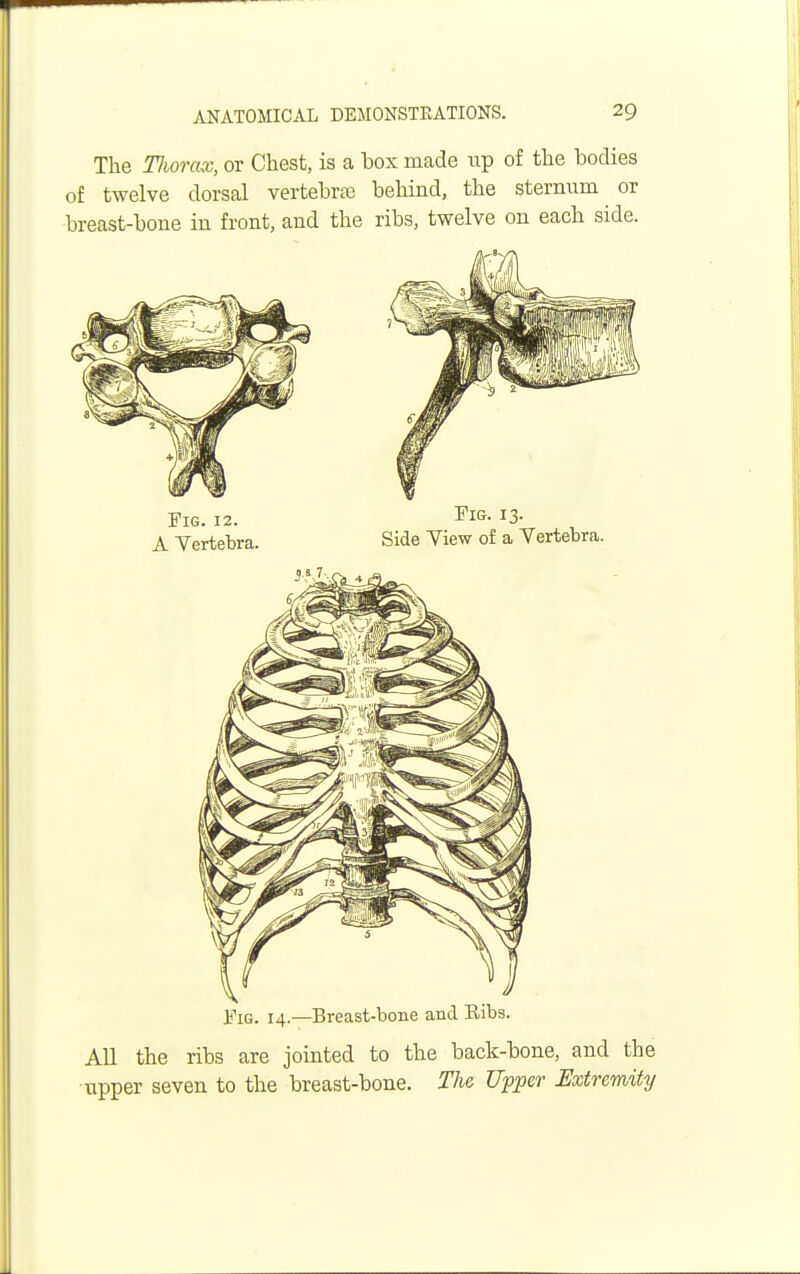 The Thorax, or Chest, is a box made up of the bodies of twelve dorsal vertebras behind, the sternum or breast-bone in front, and the ribs, twelve on each side. Fig. 14.—Breast-bone and Eibs. All the ribs are jointed to the back-bone, and the upper seven to the breast-bone. The Upper Extremity