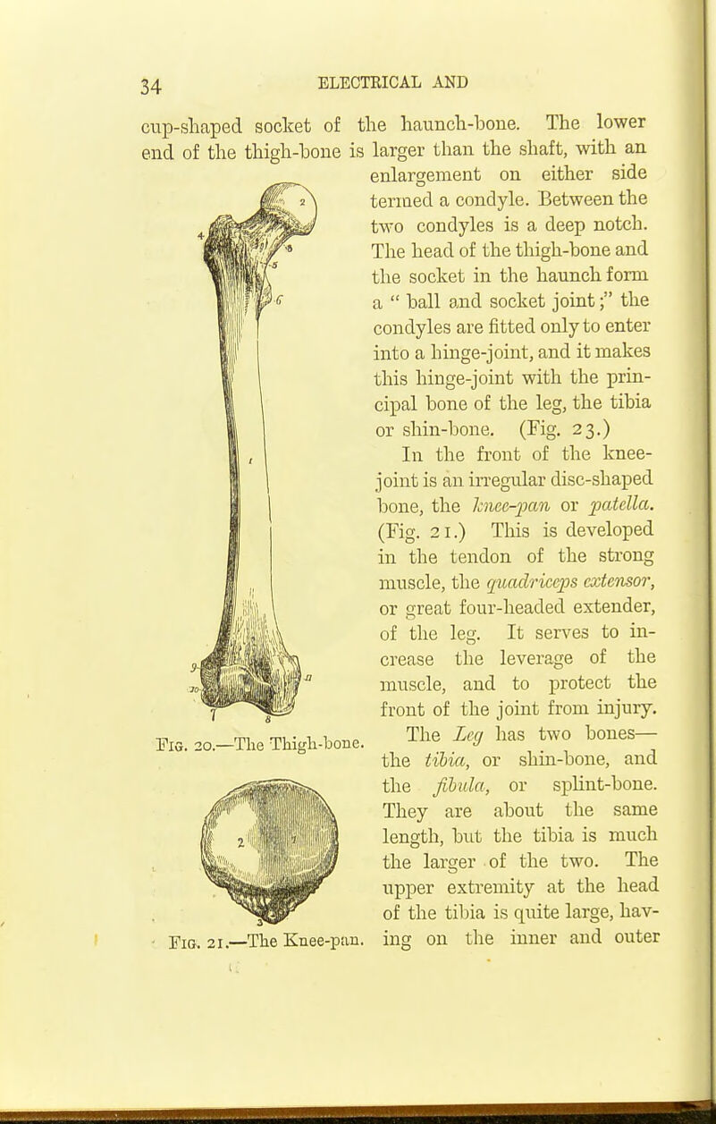 cup-shaped socket of end of the thigh-bone Fig. 20.—The Thigh-bone. ■ Fig. 2i.—The Knee-pan. the haunch-bone. The lower is larger than the shaft, with an enlargement on either side termed a condyle. Between the two condyles is a deep notch. The head of the thigh-bone and the socket in the haunch form a  ball and socket joint; the condyles are fitted only to enter into a hinge-joint, and it makes this hinge-joint with the prin- cipal bone of the leg, the tibia or shin-bone. (Fig. 23.) In the front of the knee- joint is an irregular disc-shaped bone, the hwc-pan or ■patella. (Fig. 2 1.) This is developed in the tendon of the strong muscle, the quadriceps extensor, or ereat four-headed extender, of the leg. It serves to in- crease the leverage of the muscle, and to protect the front of the joint from injury. The Leg has two bones— the tibia, or shin-bone, and the fibula, or splint-bone. They are about the same length, but the tibia is much the larger of the two. The upper extremity at the head of the tibia is quite large, bav- in s on the inner and outer