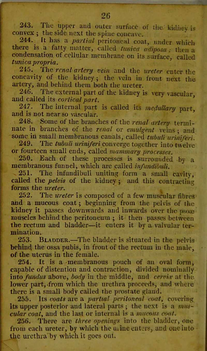 243. The upper and outer surface of the kidney is convex ; tlie side ucxt the spine concave. 244. It has a partial peritoneal coat, under which there is a fatty matter, called tunica udiposa; then a condensation of cellular membrane on its surface, called tunica propria. 245. The renal artery vein and the ureter enter the concavity of the kidney; the vein in front next the artery, and behind them both the ureter. 246. The external part of the kidney is very vascular and called its cortical part. 247. The internal part is called its medullary part, and is not near so vascular. 248. Some of the branches of the renal artery termi- nate in branches of the renal or emulgent veins; and some in small membranous canals, called tubuli uriniferi. 249. The tubuli uriniferi converge together into twelve or fourteen small ends, called mammary processes. 250. Each of these processes is surrounded by a membranous funnel, which are called infundibuli. 251. The infuudibuli uniting form a small cavity, called the pelvis of the kidney ; and this contracting forms the ureter. 252. The ureter is composed of a few muscular fibres and a mucous coat; beginning from the pelvis of the kidney it passes downwards and inwards over the psoas muscles behind the peritoneum ; it then passes between the rectum and bladder—it enters it by a valvular ter- mination. 253. Bladder.—The bladder is situated in the pelvis behind the ossa pubis, in front of the rectum in the male, of the uterus iu the female. 254. It is a membranous pouch of nil oval form, capable of distention and contraction, divided nominally into fundus above, body in the middle, and cervix at the. lower part,-from which the urethra proceeds, and where there is a small body called the prostate gland. 255. Its coats are a partial peritoneal coat, covering its upper posterior and lateral parts ; the next is a mus- cular coat, and the last or internal is a mucous coat. 256. There arc three openings into the bladder, one from each ureter, by which the mine enters, and one into the urethra by which it goes out.