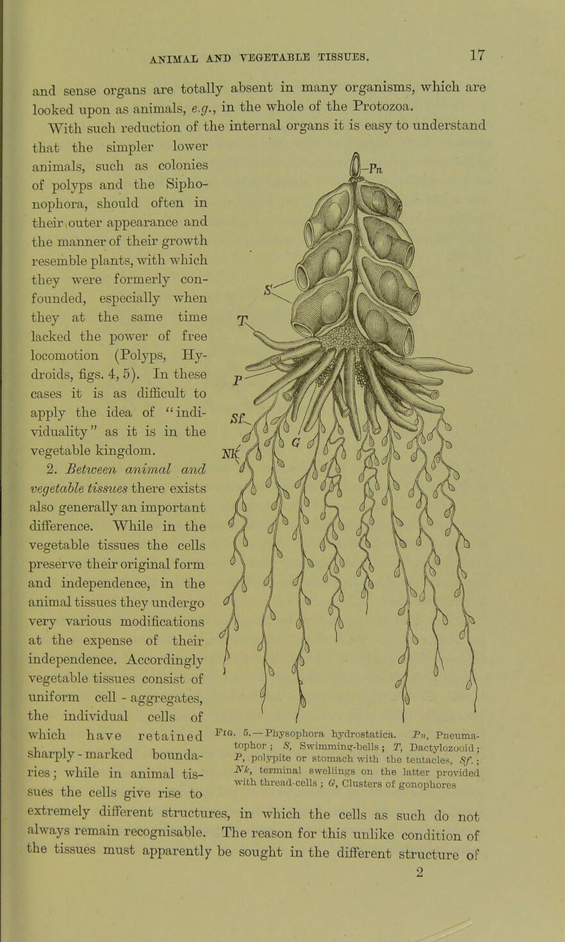 ANIMAL AND VEGETABLE TISSUES. and sense organs are totally absent in many organisms, which are looked upon as animals, e.g., in the whole of the Protozoa. With such reduction of the internal organs it is easy to understand that the simpler lower animals, such as colonies of polyps and the Sipho- nophora, should often in their,outer appearance and the manner of their growth resemble plants, with which they were formerly con- founded, especially when they at the same time lacked the power of free locomotion (Polyps, Hy- droids, figs. 4, 5). In these cases it is as difficult to apply the idea of indi- viduality as it is in the vegetable kingdom. 2. Between animal and vegetable tissues there exists also generally an important difierence. While in the vegetable tissues the cells preserve their original form and independence, in the animal tissues they undergo very various modifications at the expense of their independence. Accordingly vegetable tissues consist of uniform cell - aggregates, the individual cells of which have retained sharply - marked bounda- ries; while in animal tis- sues the cells give rise to Fig. 5. — Physophora hydrostatica. Fn, Pneuma- tophor ; S, Swimmincr-bells; T, Dactylozooid; -P. pnlypite or stomach with the tentacles, Sf.; terminal swellings on the latter provided with thread-cells ; G, Clusters of gonophores extremely different structures, in which the cells as such do not always remain recognisable. The reason for this unlike condition of the tissues must apparently be sought in the different structure of 2