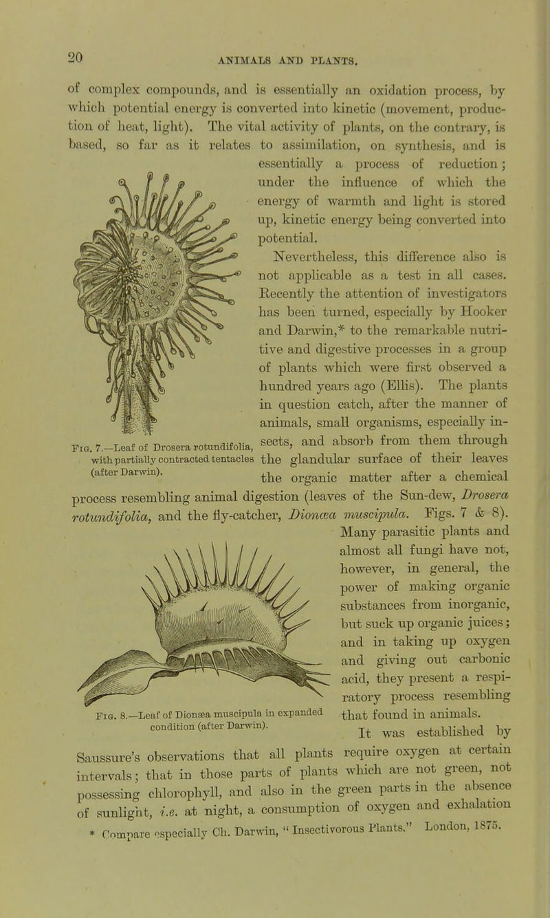 of complex compounds, and is essentially an oxidation process, by which potential energy is converted into kinetic (movement, produc- tion of heat, light). The vital activity of plants, on the contrary, is based, so far as it relates to assimilation, on synthesis, and is essentially a process of reduction; under the influence of which the energy of warmth and light is stored up, kinetic energy being converted into potential. Nevertheless, this difference also is not applicable as a test in all cases. Recently the attention of investigators has been turned, especially by Hooker and Darwin,* to the remarkable nutri- tive and digestive processes in a group of plants which were first observed a hundred years ago (Ellis). The plants in question catch, after the manner of animals, small organisms, especially in- „ ^ „ „ „ ^ A-f T sects, and absorb from them through Fig. 7.—Leaf of Drosera rotundifolia, °^^'='j  o with partially contracted tentacles the glandular surface of their leaves (after Darwin). organic matter after a chemical process resembling animal digestion (leaves of the Sun-dew, Drosera rotundifolia, and the fly-catcher, Bioncea muscipula. Figs. 7 & 8). Many pai-asitic plants and almost all fungi have not, however, in general, the power of making organic substances from inorganic, but suck up organic juices; and in taking up oxygen and giving out carbonic acid, they present a respi- ratory process resembling that found in animals. It was estabhshed by Saussure's observations that all plants require oxygen at certain intervals; that in those parts of plants which are not green, not possessing chlorophyll, and also in the green parts in the absence of sunlight, i.e. at night, a consumption of oxygen and exhalation * Compare ospecially Ch. Darwin,  Insectivorous Plants. London, 1875. Fig. 8.- -Leaf of Dionaea muscipula in expanded, condition (after Darwin).