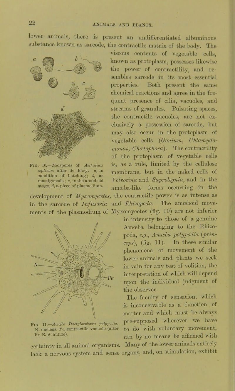 lower animals, there is present an undifferentiated albuminous substance known as sarcode, the contractile matrix of the body. Tlie viscous contents of vegetable cells, known as protoplasm, possesses likewise the power of contractility, and re- sembles sarcode in its most essential properties. Both present the same chemical reactions and agi'ee in the fre- quent presence of cilia, vacuoles, and streams of granules. Pulsating spaces, the contractile vacuoles, are not ex- clusively a possession of sarcode, but may also occur in the protoplasm of vegetable cells {Gonium, Chlamydo- monas, Chcetofhora). The contractility of the protoplasm of vegetable cells is, as a rule, limited by the cellulose membrane, but in the naked cells of Volvocina and Sajjrolegnia, and in the amccba-like forms occurring in the development of Myxomycetes, the contractile power is as intense as in the sarcode of Infusoria and Rhizopoda. The amoeboid move- ments of the Plasmodium of Myxomycetes (fig. 10) are not inferior in intensity to those of a genuine Fig. 10.—Zoospores of AetJialium septicum after de Bary. a, in condition of hatching; b, as mastigopods ; c, La the amceboid stage; d, a piece of Plasmodium. V ll/l// Amoeba belonging to the Rhizo- poda, e.g., Amceha 'polypodia {prin- cep)s), {fig. 11). In these similar phenomena of movement of the lower animals and plants we seek in vain for any test of volition, the interpretation of which will depend upon the individual judgment of the observer. The faculty of sensation, which is inconceivable as a function of matter and which must be always pre-supposed wherever we have to do with voluntary movement, can by no means be afiirmed with certainty in all animal organisms. Many of the lower animals entirely lack a nervous system and sense organs, and, on stimulation, exhibit Fig. 11.—Amceba Dactylosphcera polypodia. N, nucleus. Pv, contractile vacuole (after Fr E. Schultzo).