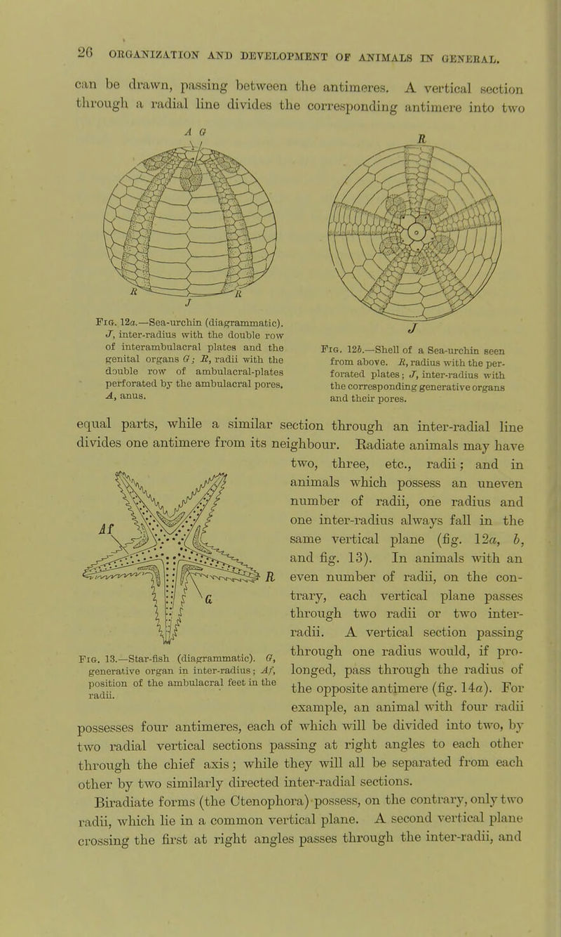 can be drawn, passing between tlie antimeres. A vertical section through a radial line divides the corresponding antimere into two of interambulacral plates and the Fig. 12J.—Shell of a Sea-urchin seen genital organs Q; B, radii with the from above. R, radius with the per- double row of ambulacral-plates forated plates; J, inter-radius with perforated by the ambulacral pores. the corresponding generative organs A, anus. and their pores. equal parts, while a similar section through an inter-radial line divides one antimere from its neighbour. Radiate animals may have two, three, etc., radii; and in animals which possess an uneven number of radii, one radius and one inter-radius always fall in the same vertical plane (fig. 12a, b, and fig. 13). In animals with an K even number of radii, on the con- trary, each vertical plane passes through two radii or two inter- radii. A vertical section passing ^ X, /T ^- s n through one radius would, if pro- FiG. 13.—star-fish (diagrammatic). (?, o ' r generative organ in inter-radius; Af, longed, pasS through the radius of posiUon of the ambulacral feet in the ^-^^ opposite antimere (fig. 14«). For example, an animal witli four radii possesses four antimeres, each of which will be divided into two, by two radial vertical sections passing at right angles to each other through the chief axis; while they will all be separated from each other by two similarly directed inter-radial sections. Biradiate forms (the Ctenophora)'possess, on the contrary, only two radii, Avhich lie in a common vertical plane. A second vertical plane crossing the fi.rst at right angles passes through the inter-radii, and