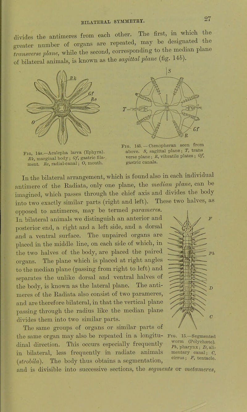 BILATERAL STMM3DTET. dh-ides the antimeres from each other. The first, m which the o-veater number of organs are repeated, may be designated the tansverse plane, while the second, corresponding to the median plane of bilateral animals, is known as the sagittal plane (fig. 146). Fig. 14«.—Acaleplia lai-va (Bphyra). Mk, marginal body; Gf, gastric fila- ment. Rc, radial-canal; O, mouth. Fig. 146. — Ctenoplieran seen from above. S, sagittal plane; T, trans Terse plane; H, vibratile plates; <?/, gastric canals. In the bilateral arrangement, which is found also in each individual antimere of the Radiata, only one plane, the median plane, can be imagined, which passes through the chief axis and divides the body into^two exactly similar parts (right and left). These two halves, as opposed to antimeres, may be termed parameres. In bilateral animals we distinguish an anterior and posterior end, a right and a left side, and a dorsal iind a ventral surface. The unpaired organs are placed in the middle line, on each side of which, in the two halves of the body, are placed the paired organs. The plane which is placed at right angles to the median plane (passing from right to left) and separates the unlike dorsal and ventral halves of the body, is known as the lateral plane. The anti- meres of the Radiata also consist of two parameres, and are therefore bilateral, in that the vertical plane passing through the radius like the median plane divides them into two similar parts. The same groups of organs or similar parts of the same organ may also be repeated in a longitu- fig. 15.—segmented dinal direction. This occurs especially frequently ;;7i,,;y°i75^Si. in bilateral, less frequently in radiate animals mentary canal; c, {strohila). The body thus obtains a segmentation, ^^^^5 tentacle, and is divisible into successive sections, the segments or metameres,