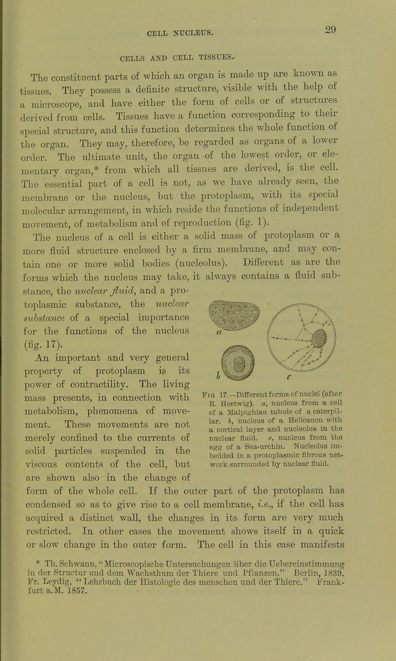 CELL NUCLEUS. CELLS AND CELL TISSUES.- The constituent parts of which an organ is made up are known as tissues. They possess a definite structure, visible with the help of a microscope, and have either the form of cells or of structures derived from cells. Tissues have a function corresponding to their special structure, and this function determines the whole function of the organ. They may, therefore, be regarded as organs of a lower order. The ultimate unit, the organ of the lowest order, or ele- mentary organ,* from which all tissues are derived, is the cell. The essential part of a cell is not, as we have already seen, the membrane or the nucleus, but the protoplasm, with its special molecular arrangement, in which reside the functions of independent movement, of metabolism and of reproduction (fig. 1). The nucleus of a cell is either a sohd mass of protoplasm or a more fluid structure enclosed by a firm membrane, and may con- tain one or more solid bodies (nucleolus). Difierent as are the forms which the nucleus may take, it always contains a fluid sub- stance, the nuclear fluid, and a pro- toplasmic substance, the nuclear substance of a special importance for the functions of the nucleus (fig. 17). An important and very general property of protoplasm ig its power of contractility. The living mass presents, in connection with metabolism, phenomena of move- ment. These movements are not merely confined to the currents of solid particles suspended in the viscous contents of the cell, but are shown also ■ in the change of form of the whole cell. If the outer part of the protoplasm has condensed so as to give rise to a cell membrane, i.e., if the cell has acquired a distinct wall, the changes in its form are very much restricted. In other cases the movement shows itself in a quick or slow change in the outer form. The cell in this case manifests * Th. Schwann,  Microscopische Untersuchungen tlber die Uebereinstimmnng in cTer Strnctur und dem Wachsthum der Thiere und Pflanzen. Berlin, 1839. Fr. Leydig,  Lehrbuch der Histologie des menschen und der Thicrc. Frank- furt a.M. 1857. Fig 17.—Different forms of nuclei (after R. Hertwig). a, nucleus from a cell of a Malpighian tubule of a caterpil- lar. J, nucleus of a Heliozoon with a cortical layer and nucleolus in the nuclear fluid. e, nucleus from the egg of a Sea-urchin. Nucleolus im- bedded in a protoplasmic fibrous net- work surrounded by nuclear fluid.